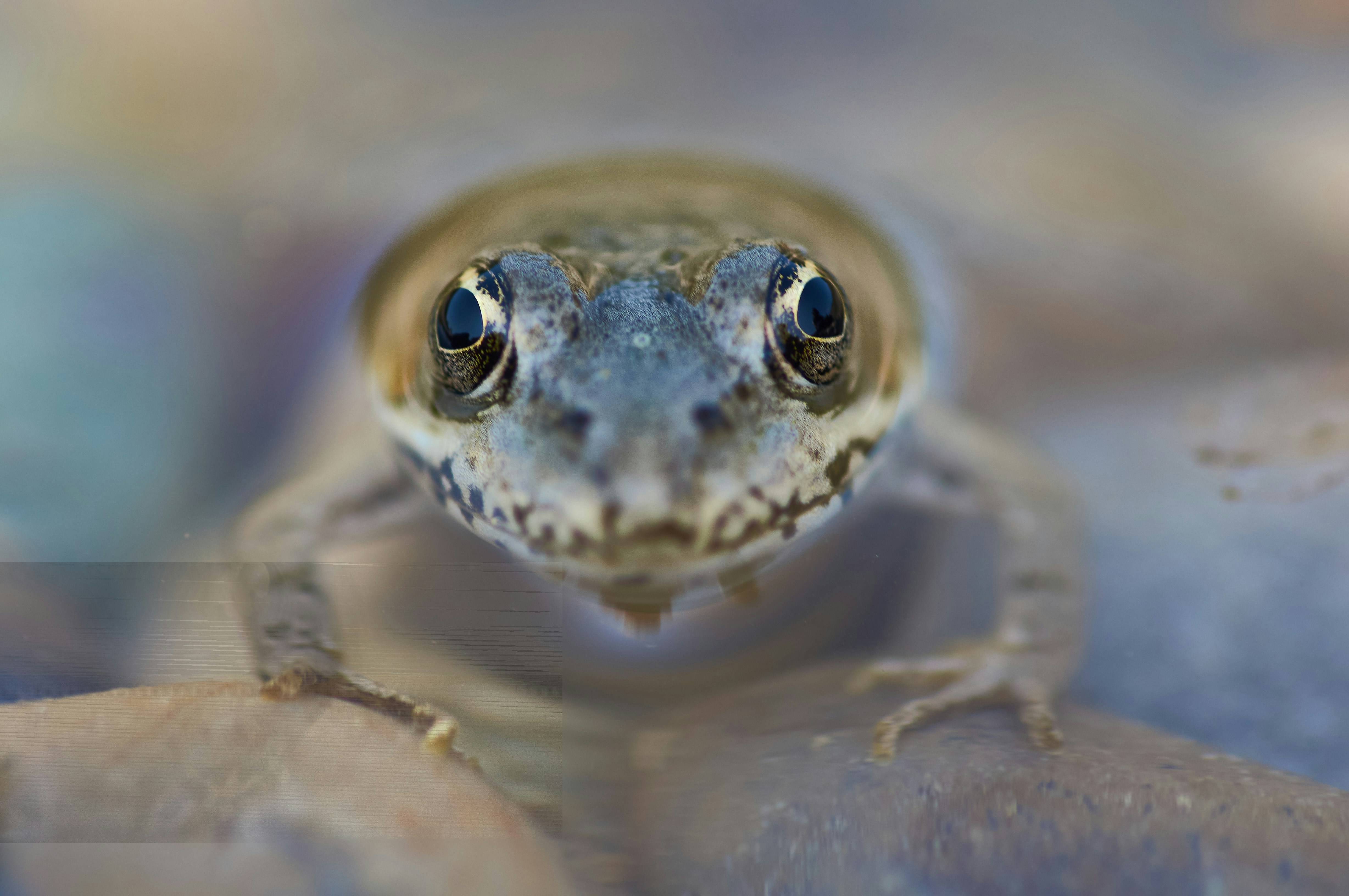 Photo by wolfgang_hasselmann