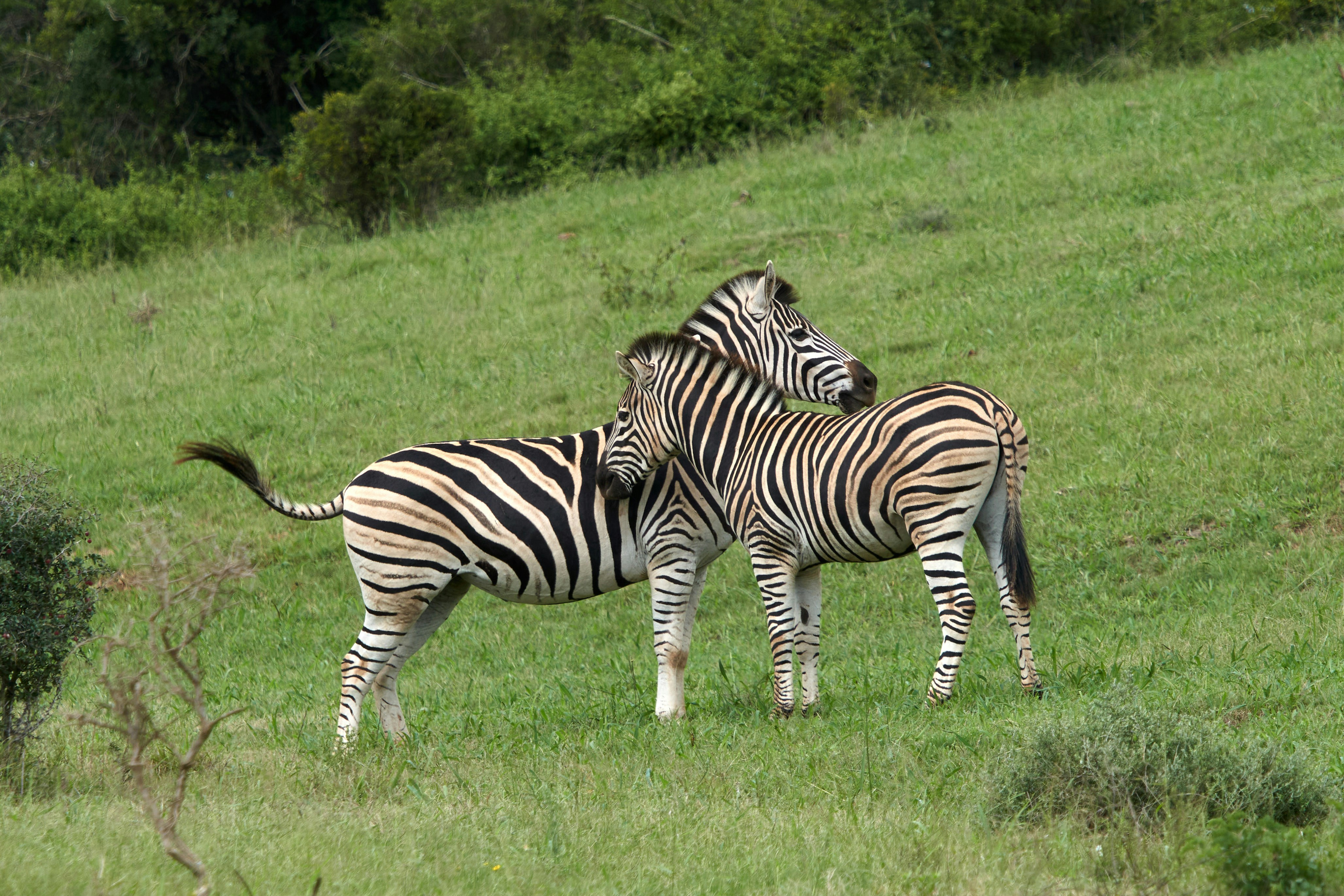 Photo by wolfgang_hasselmann