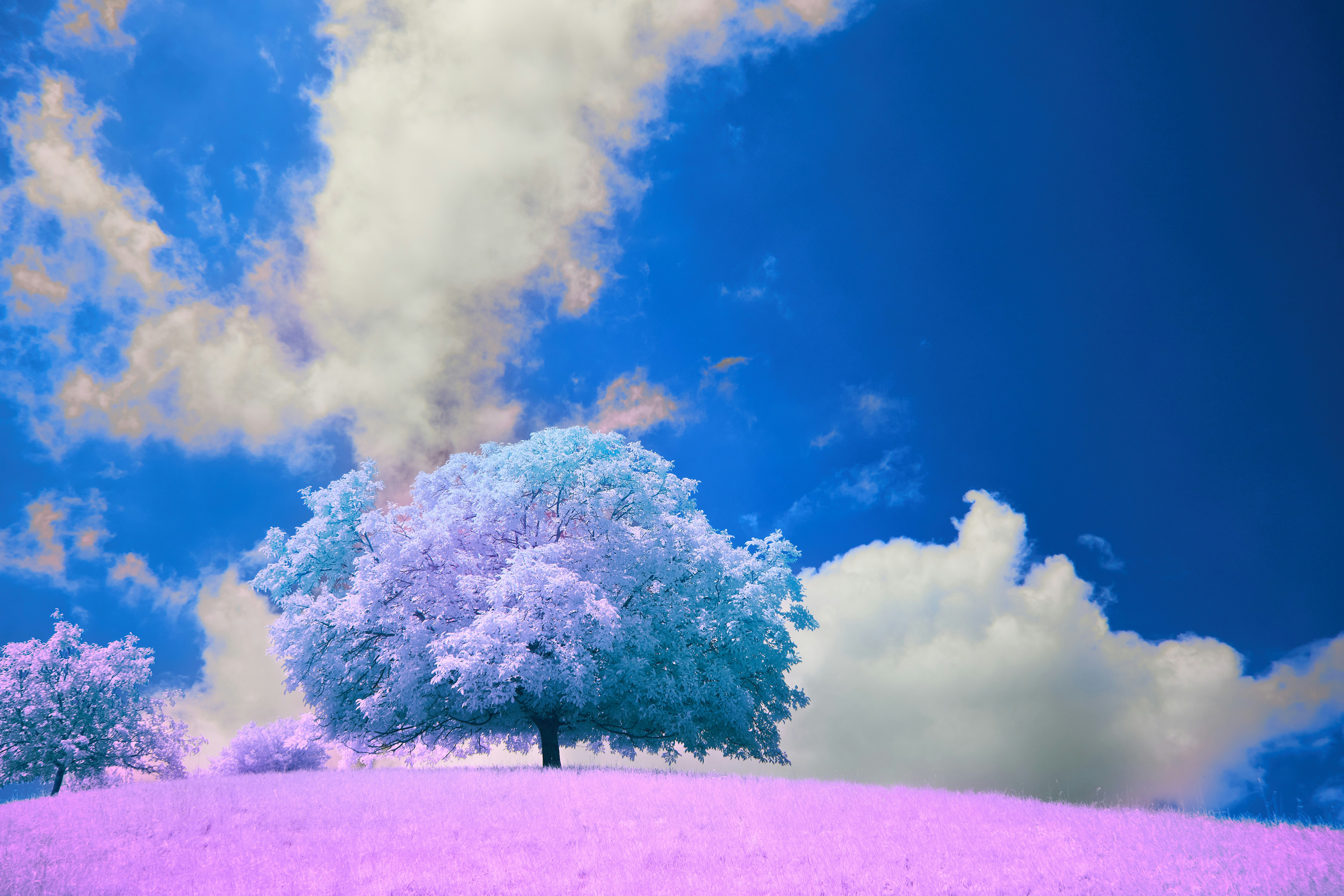 Photo by wolfgang_hasselmann