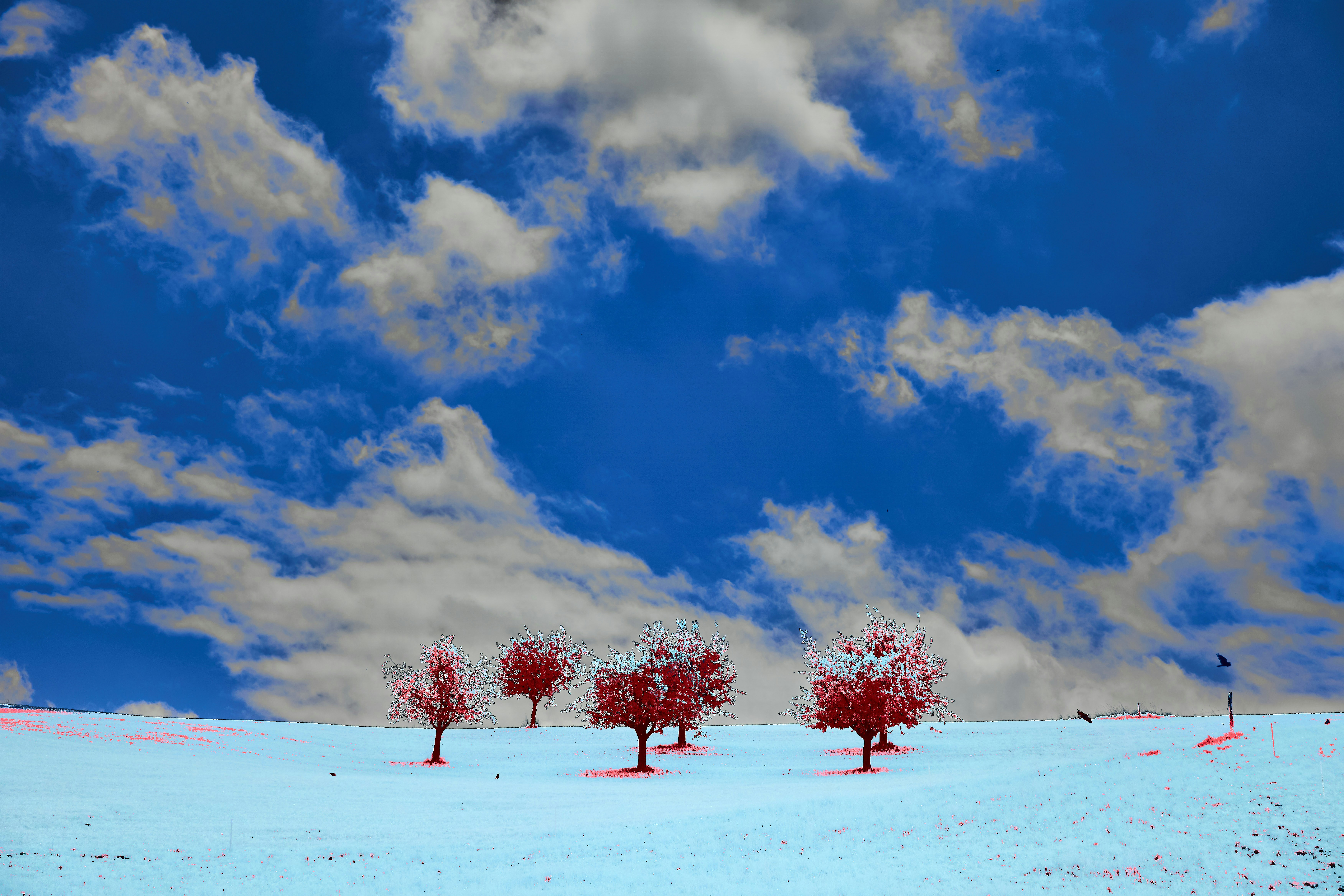 Photo by wolfgang_hasselmann