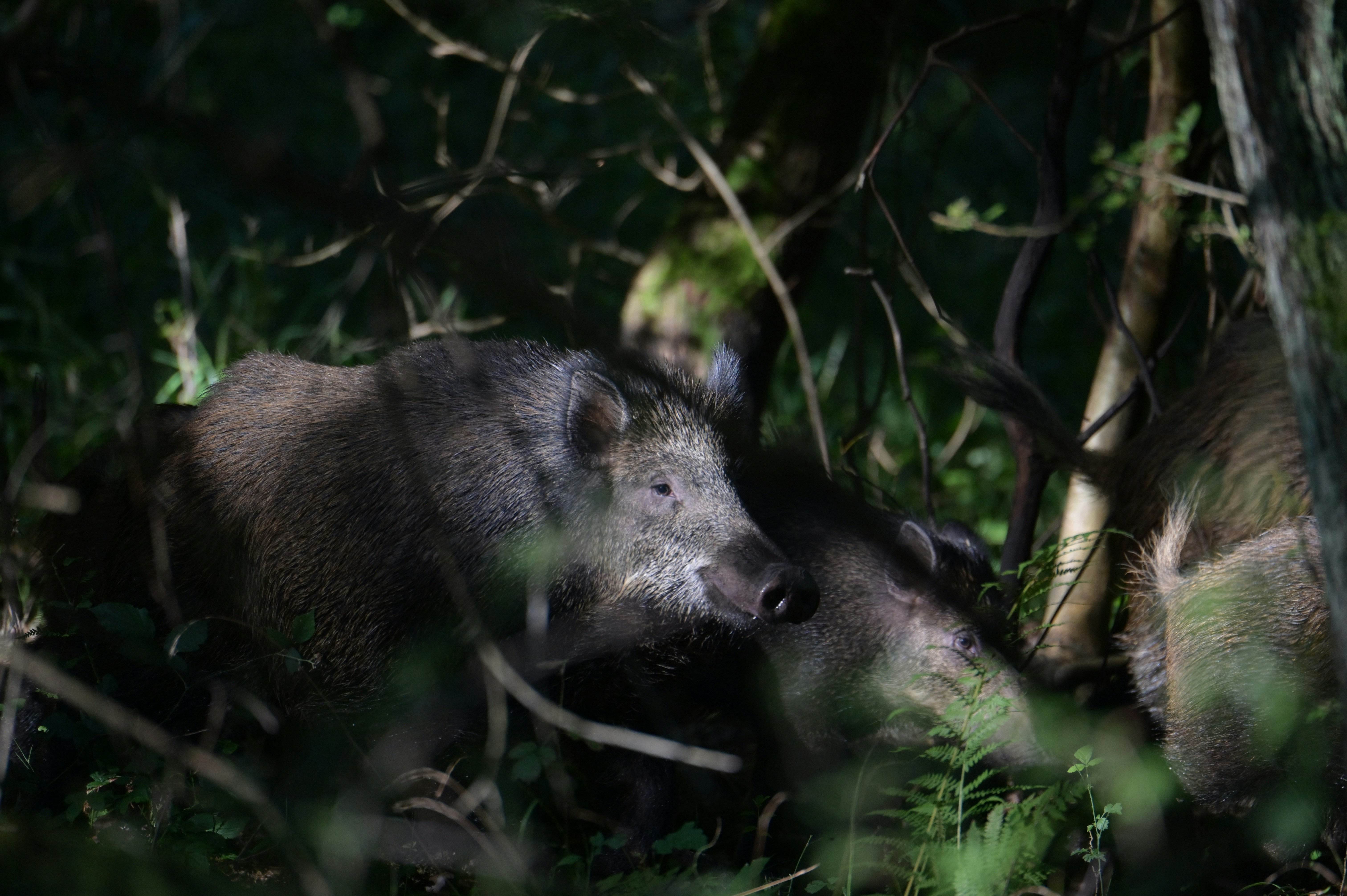 Photo by jeandekindt