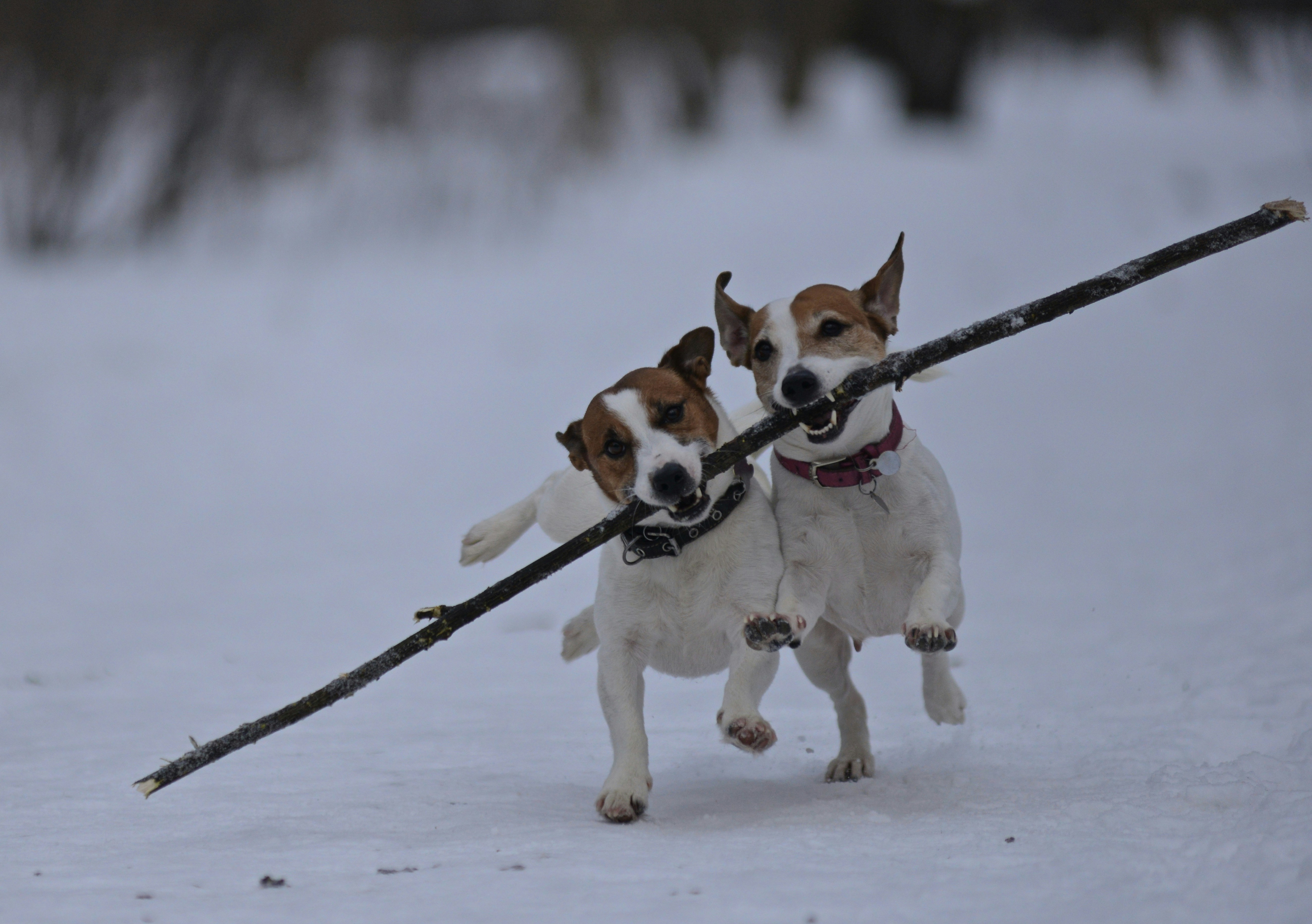 Two dogs playing tug of war in the snow