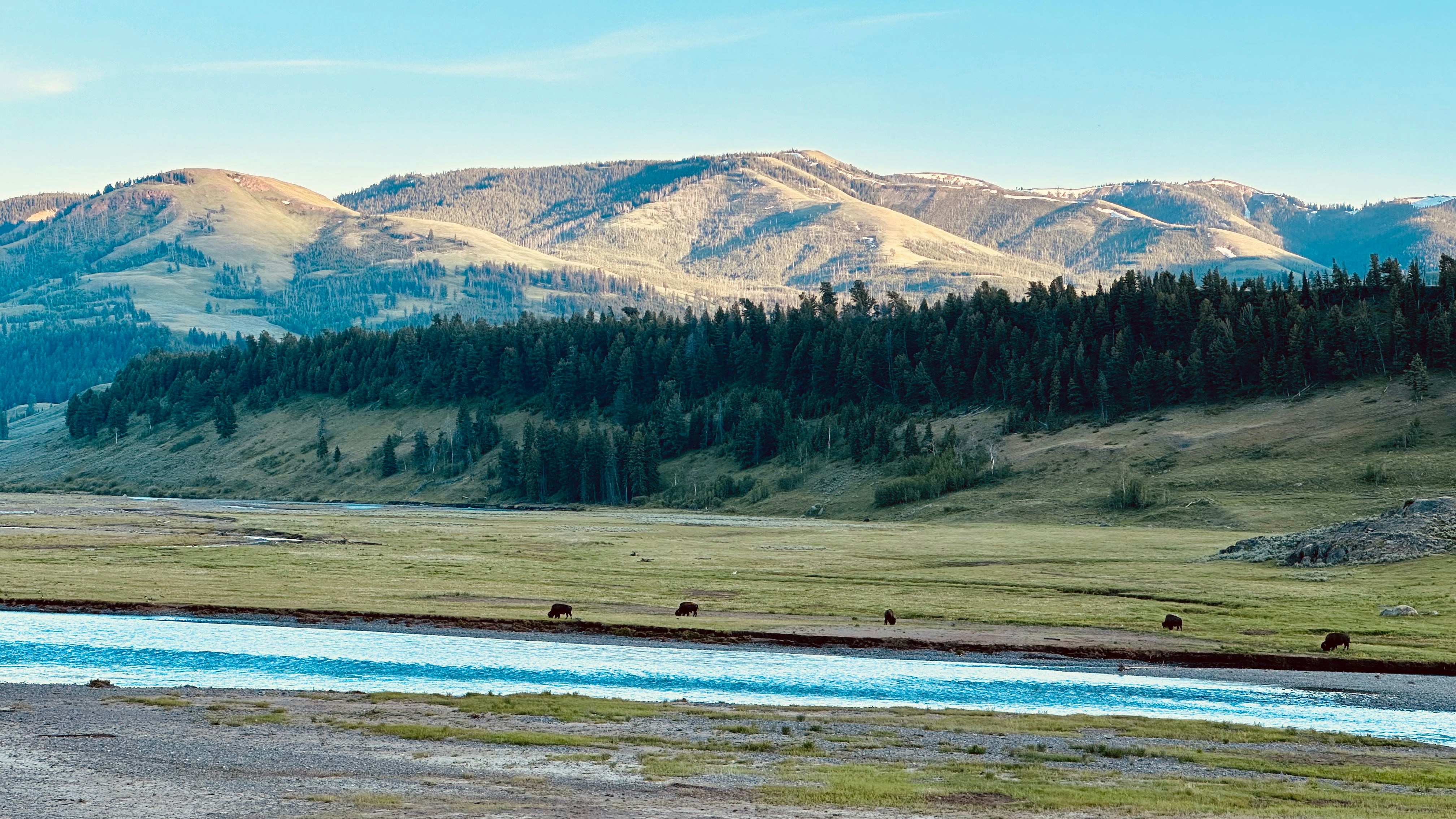 Une rivière qui coule à travers un champ verdoyant