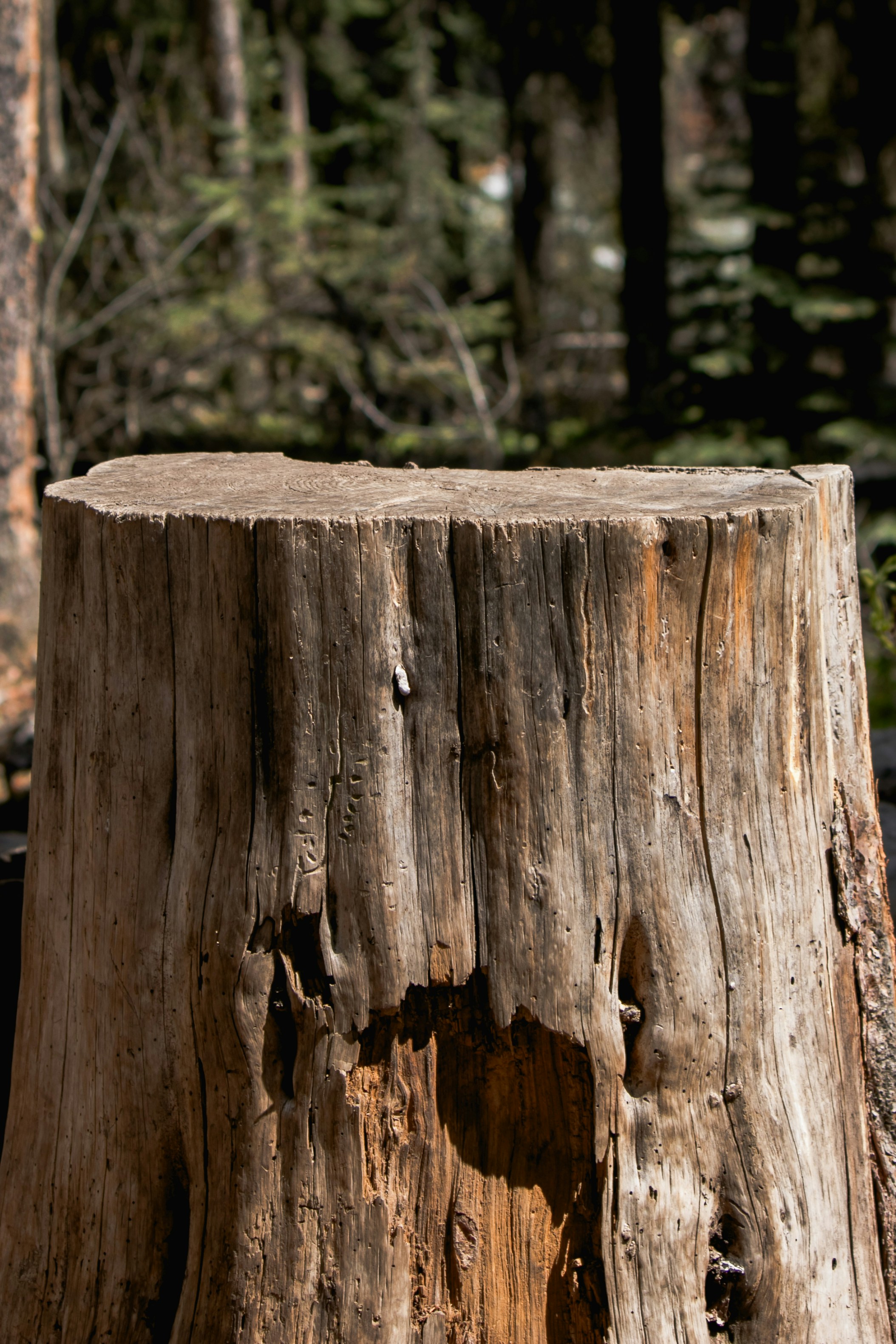 Photo by wlkr_photography