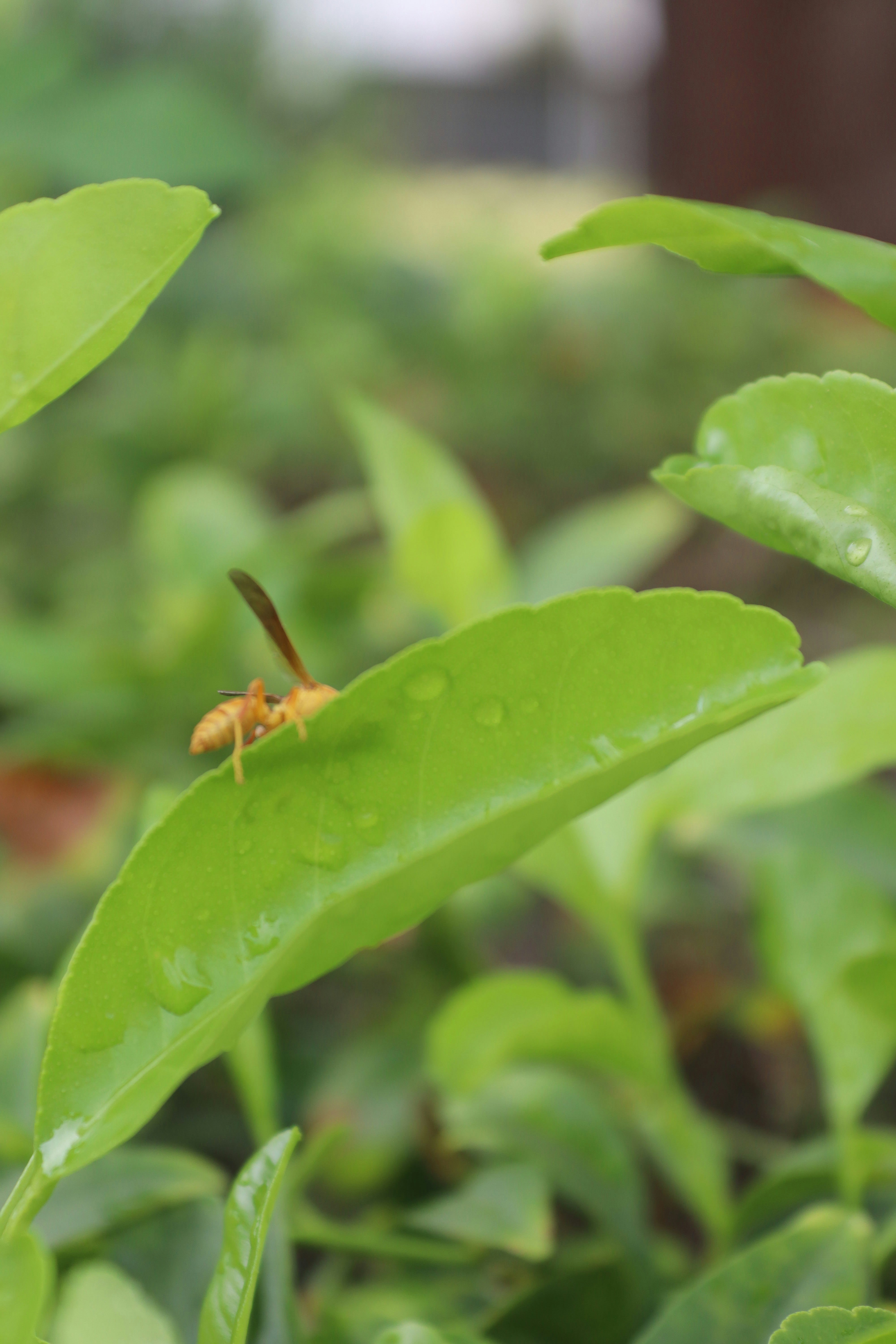 A bug sitting on top of a green leafy plant photo – Free Animal Image ...