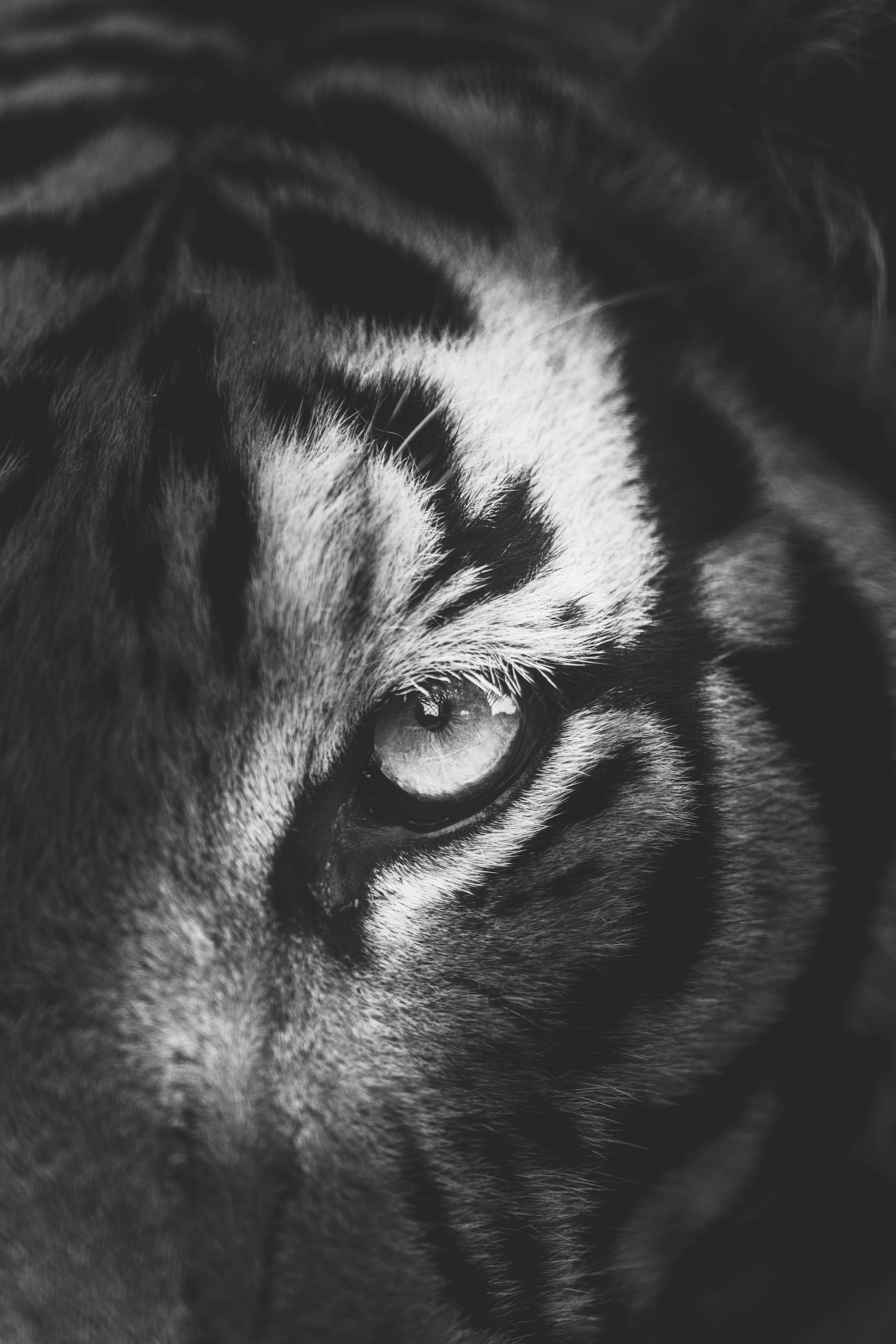 A black and white photo of a tiger's face