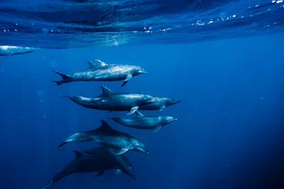A group of dolphins swimming in the ocean