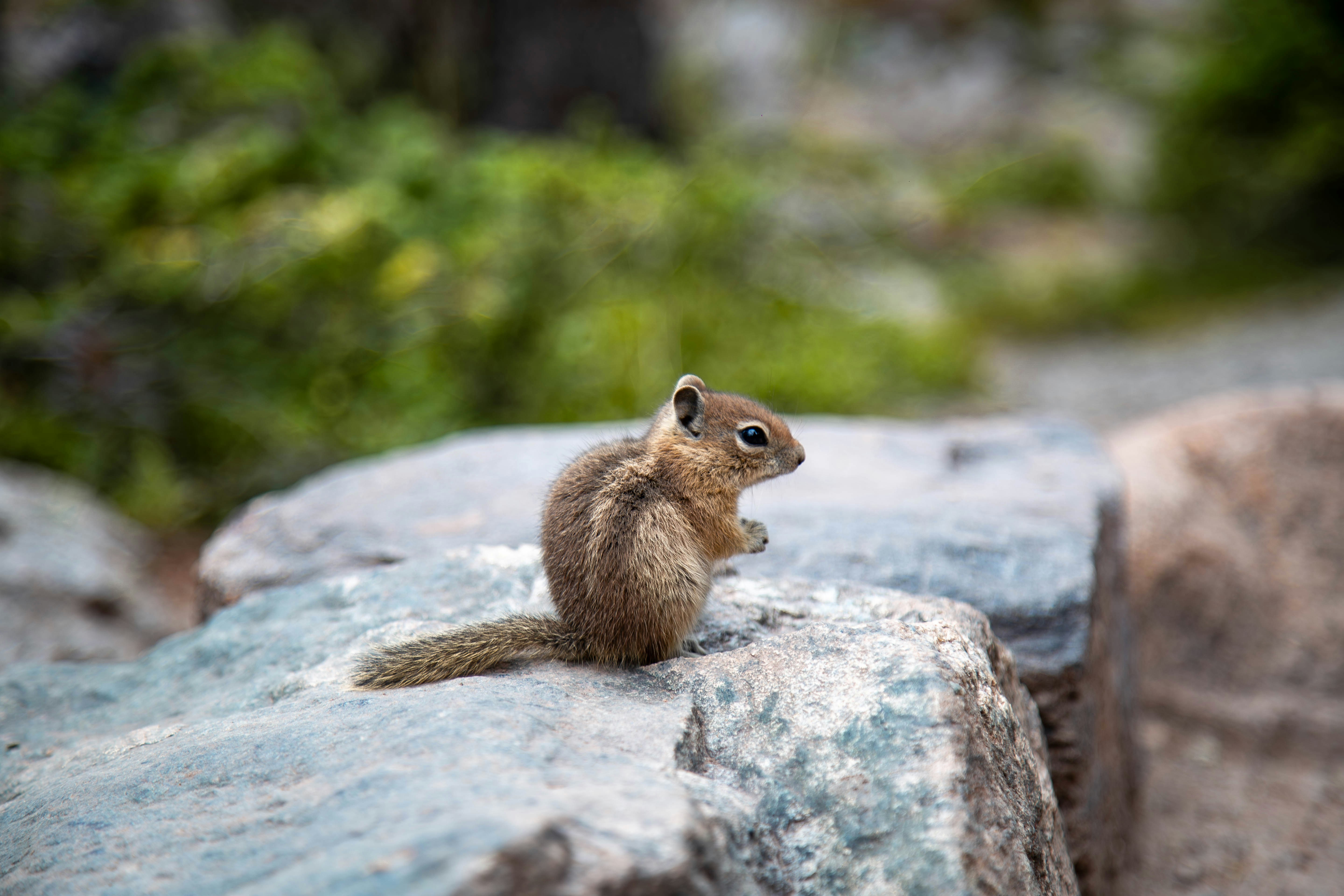 A small squirrel is sitting on a rock