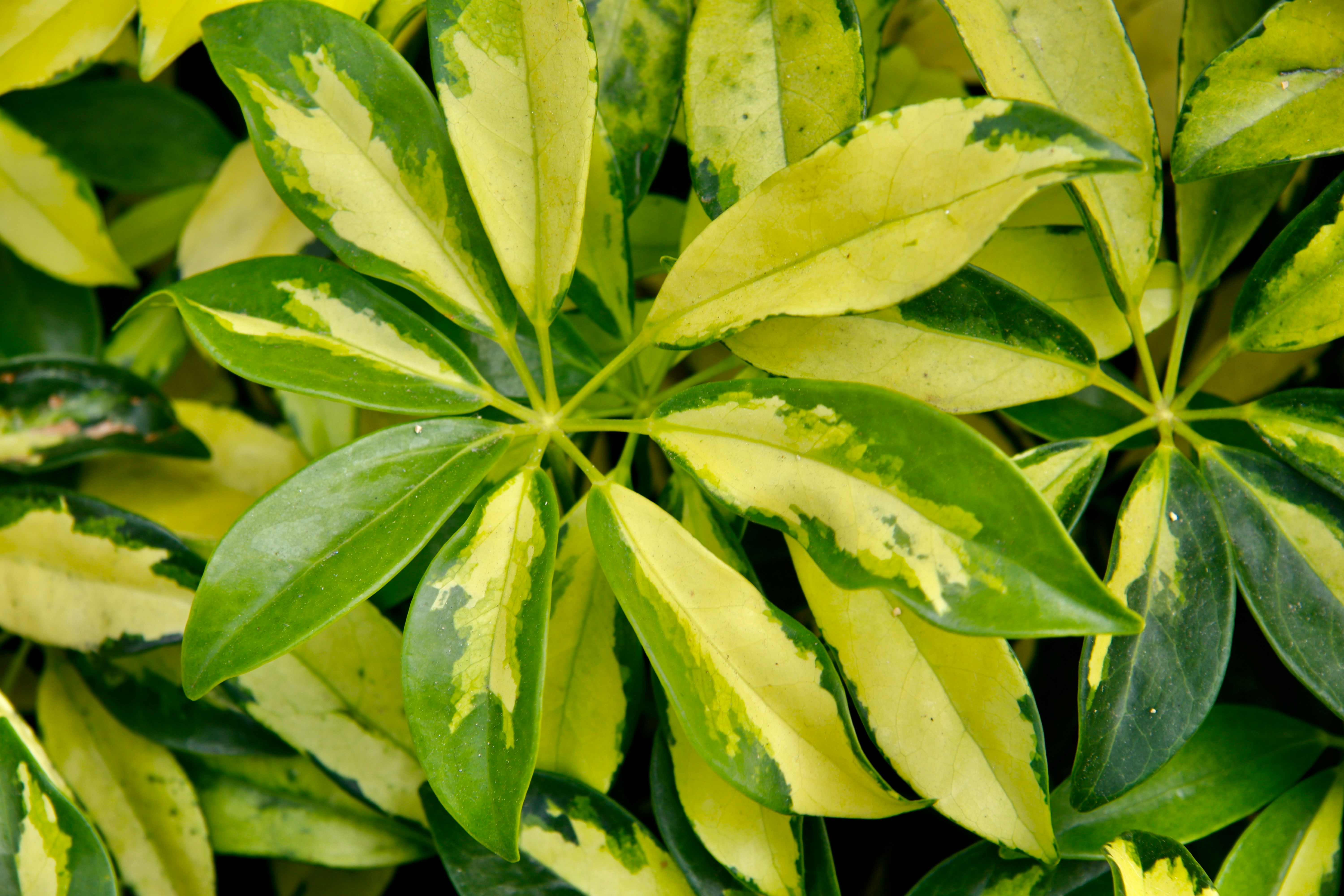 Photo by missylynnarts