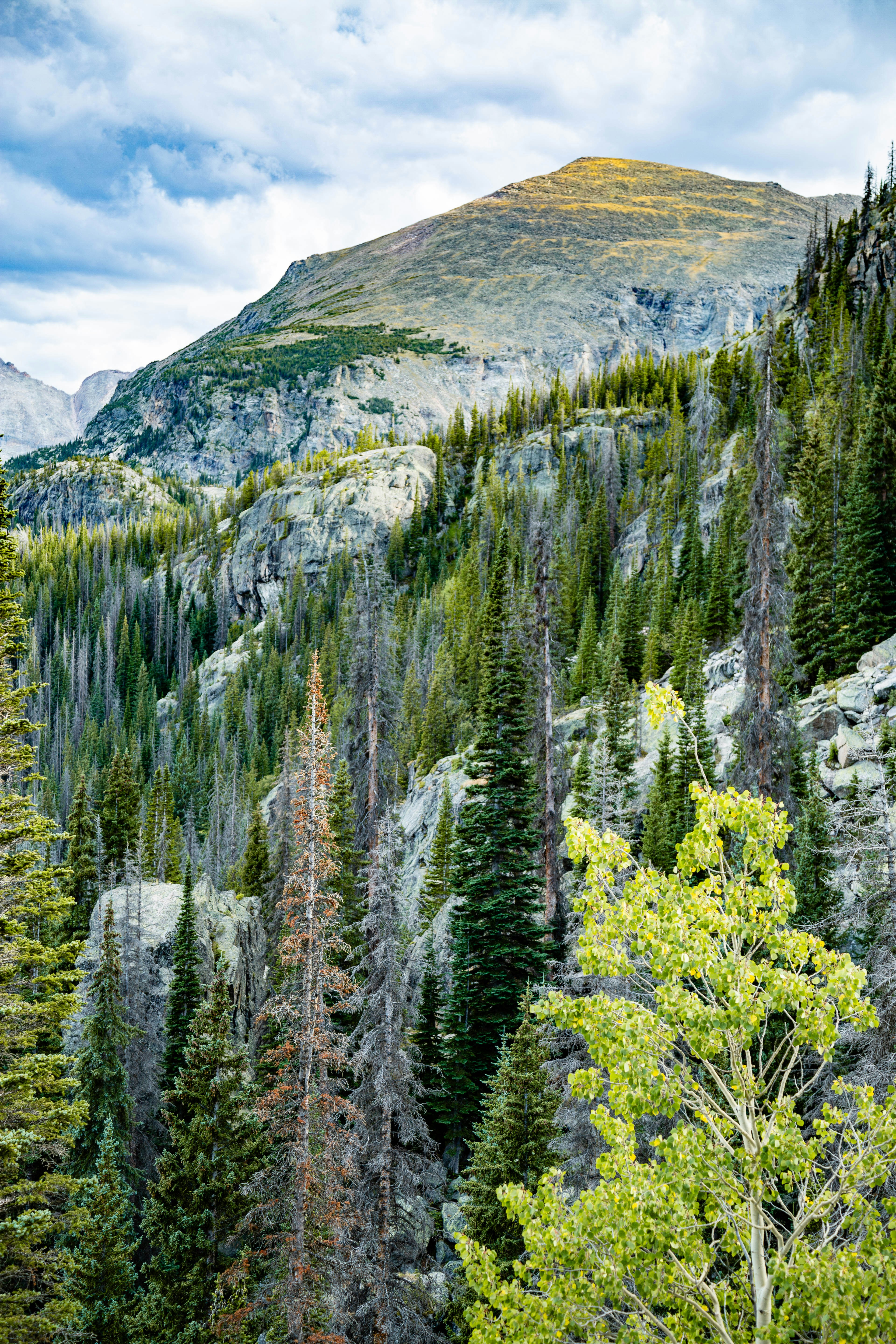 A forest filled with lots of tall trees