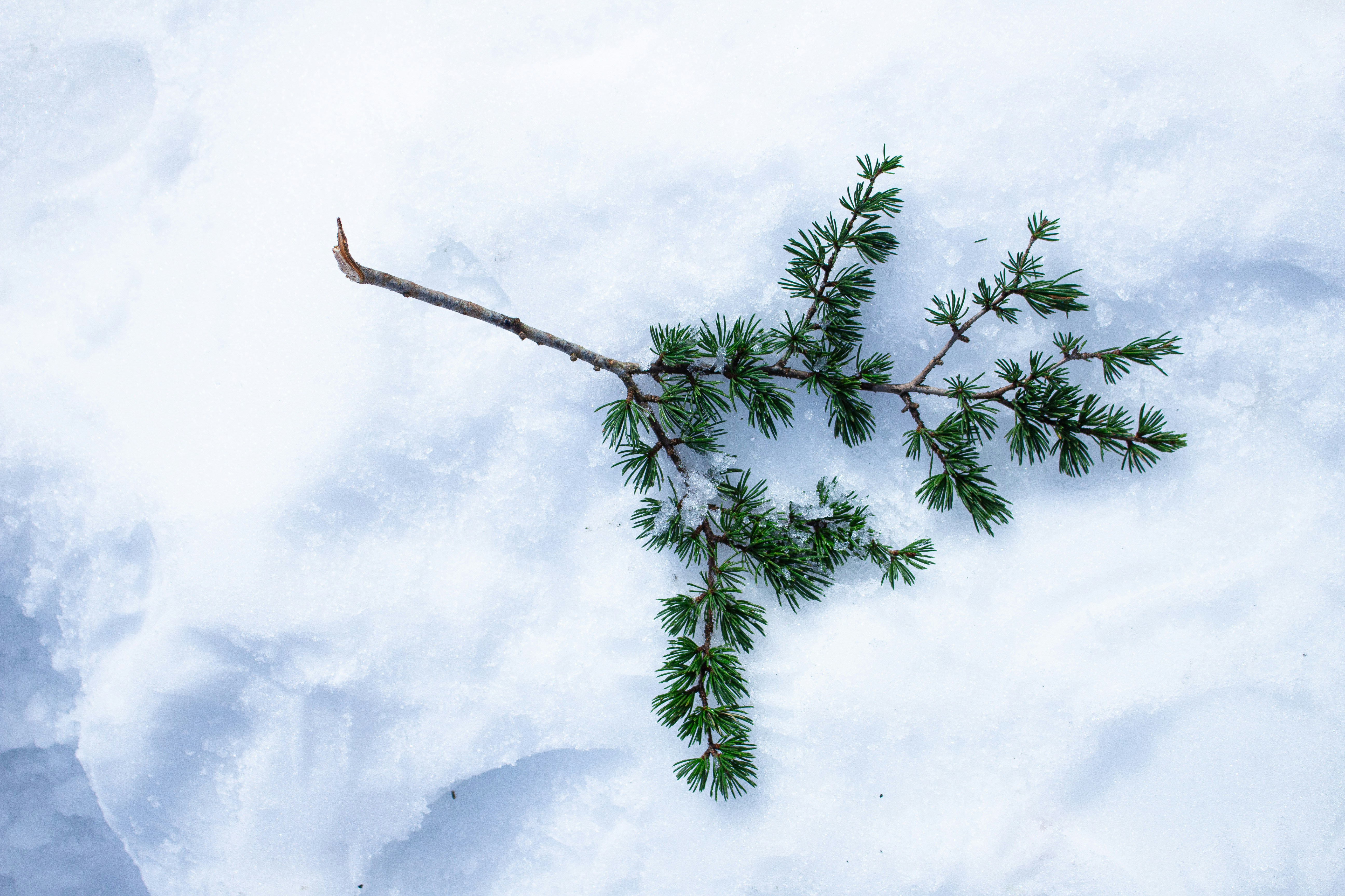 A branch of a tree in the snow