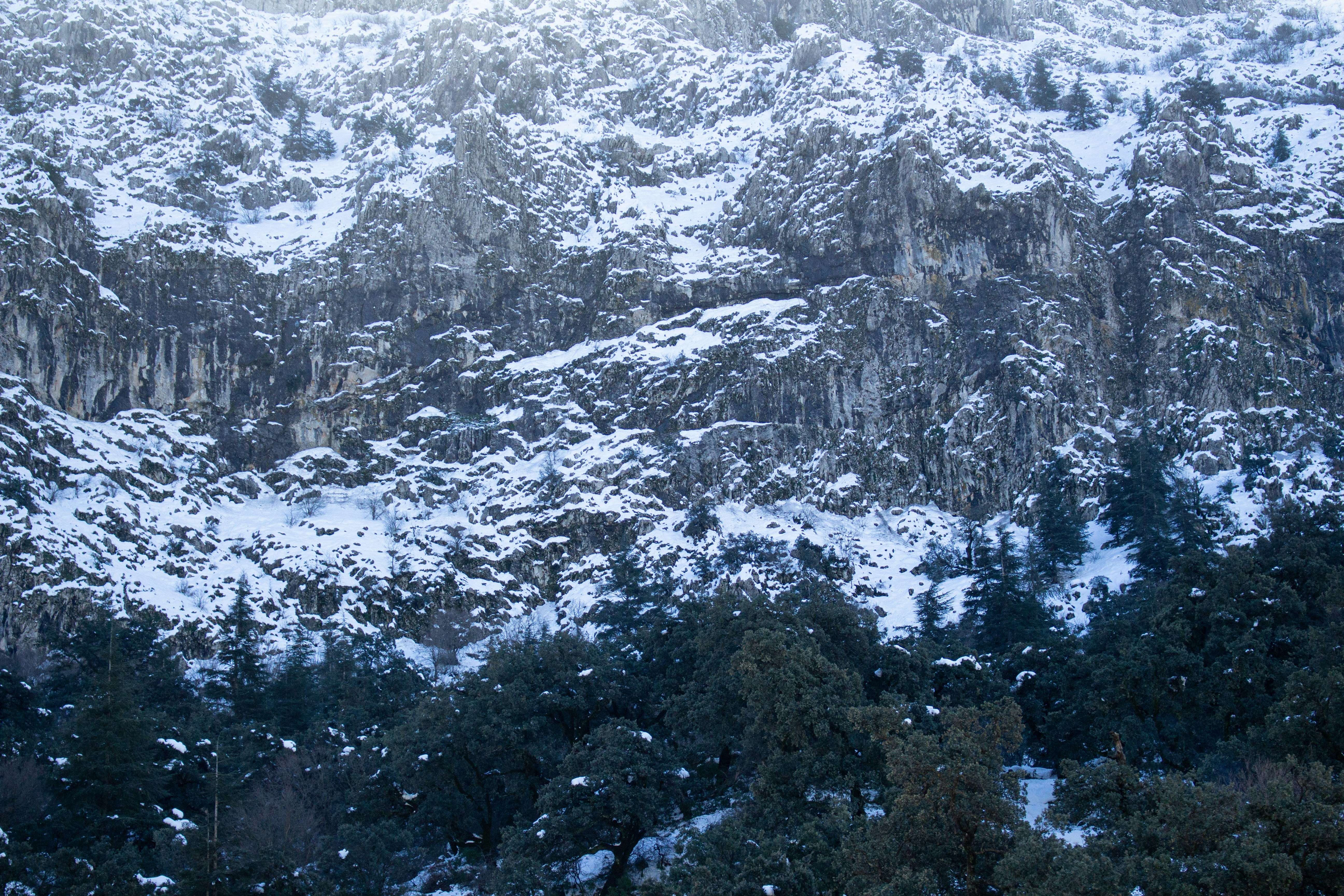 A mountain covered in snow with trees in the foreground