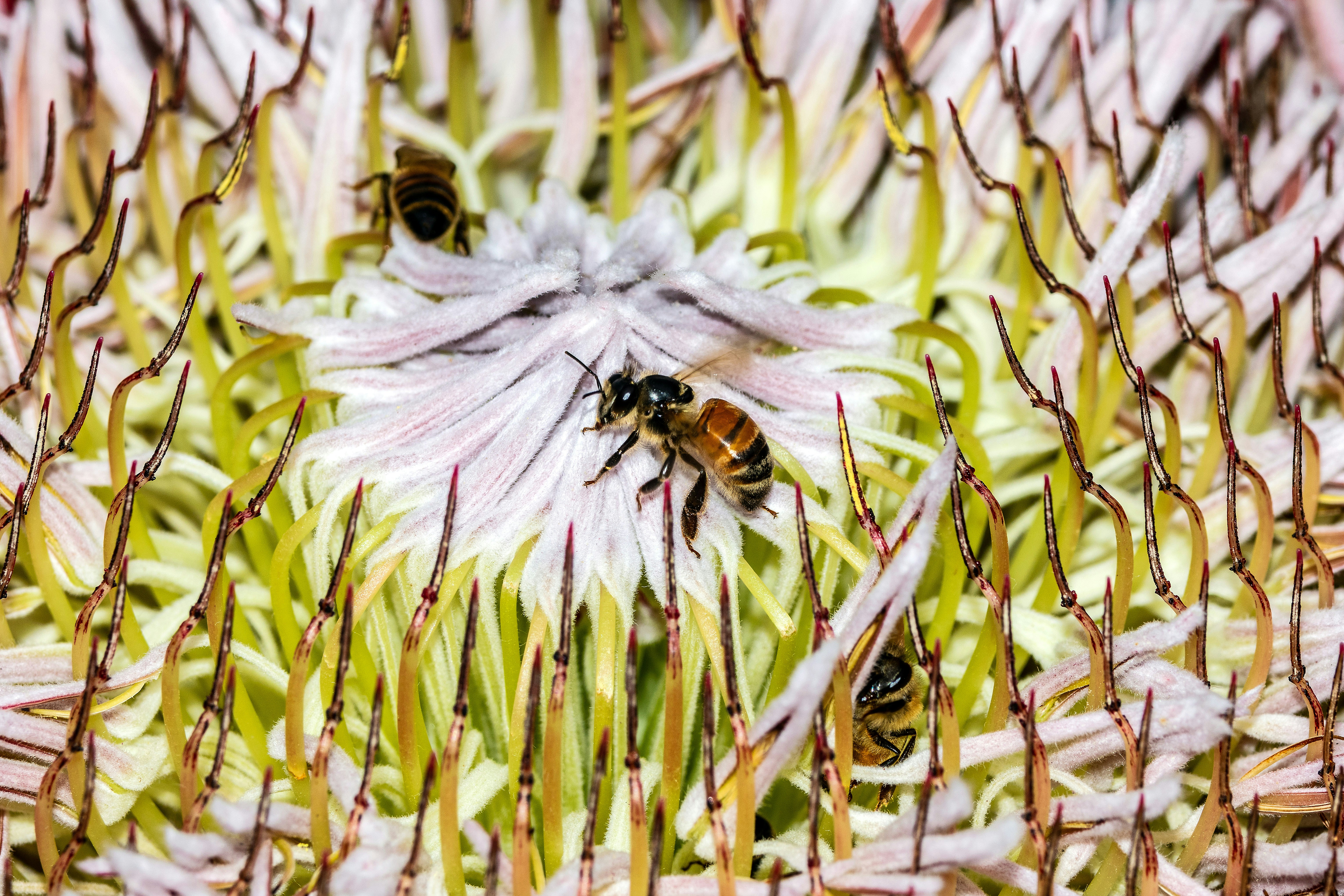 A macro photo of three bees visiting a huge king protea flower for nectar.