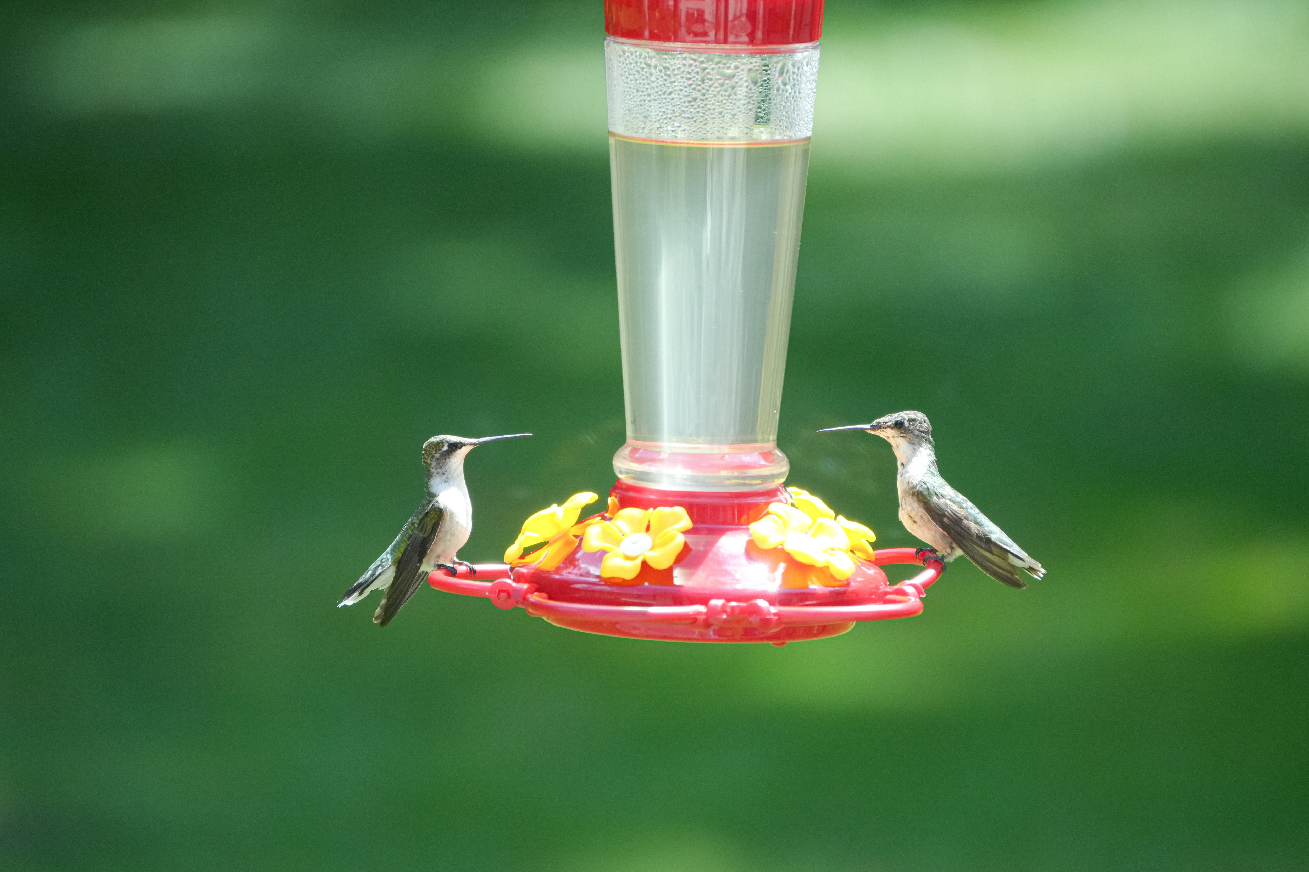 Image of a hummingbird feeder pole with petroleum jelly applied