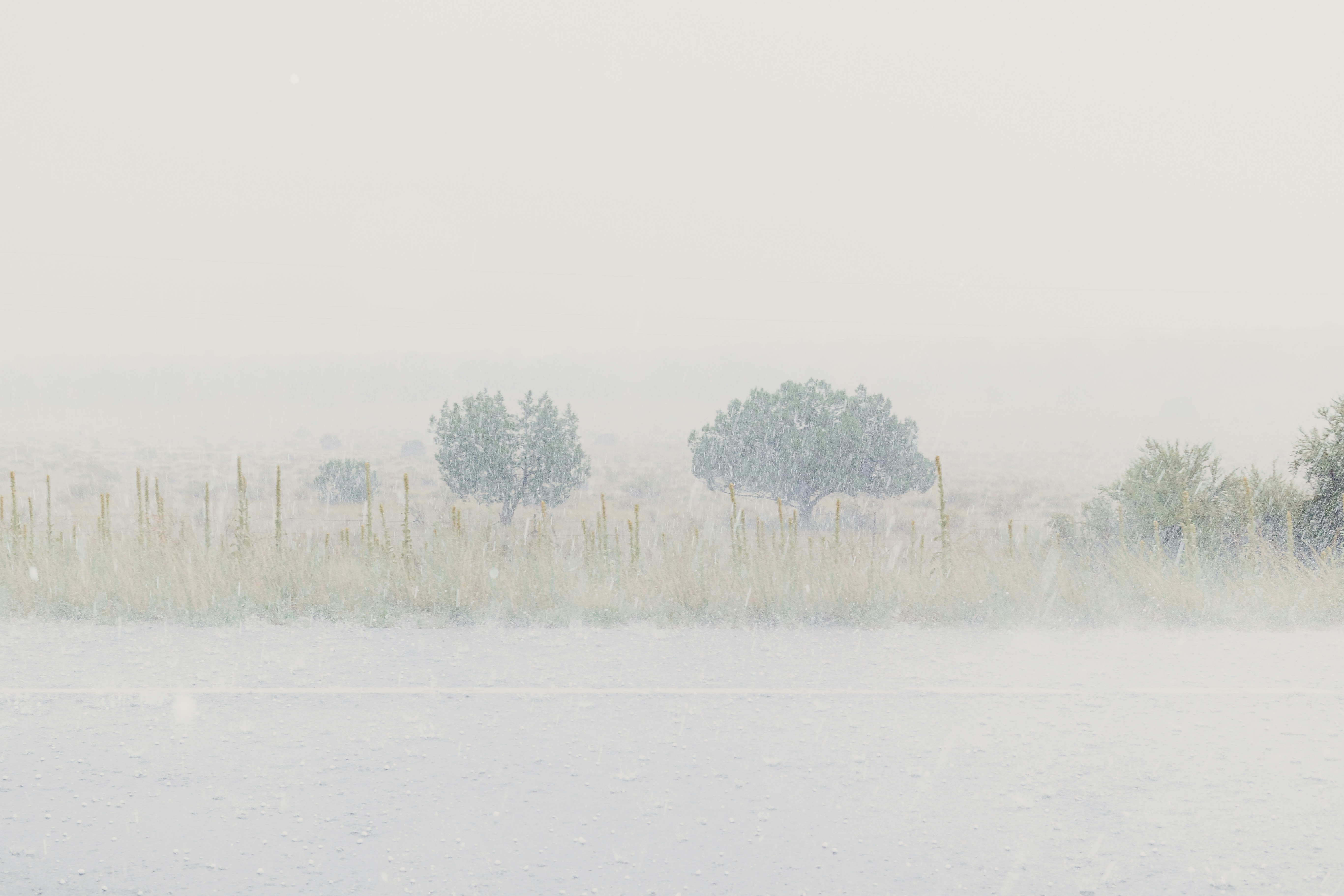 A foggy field with trees in the distance