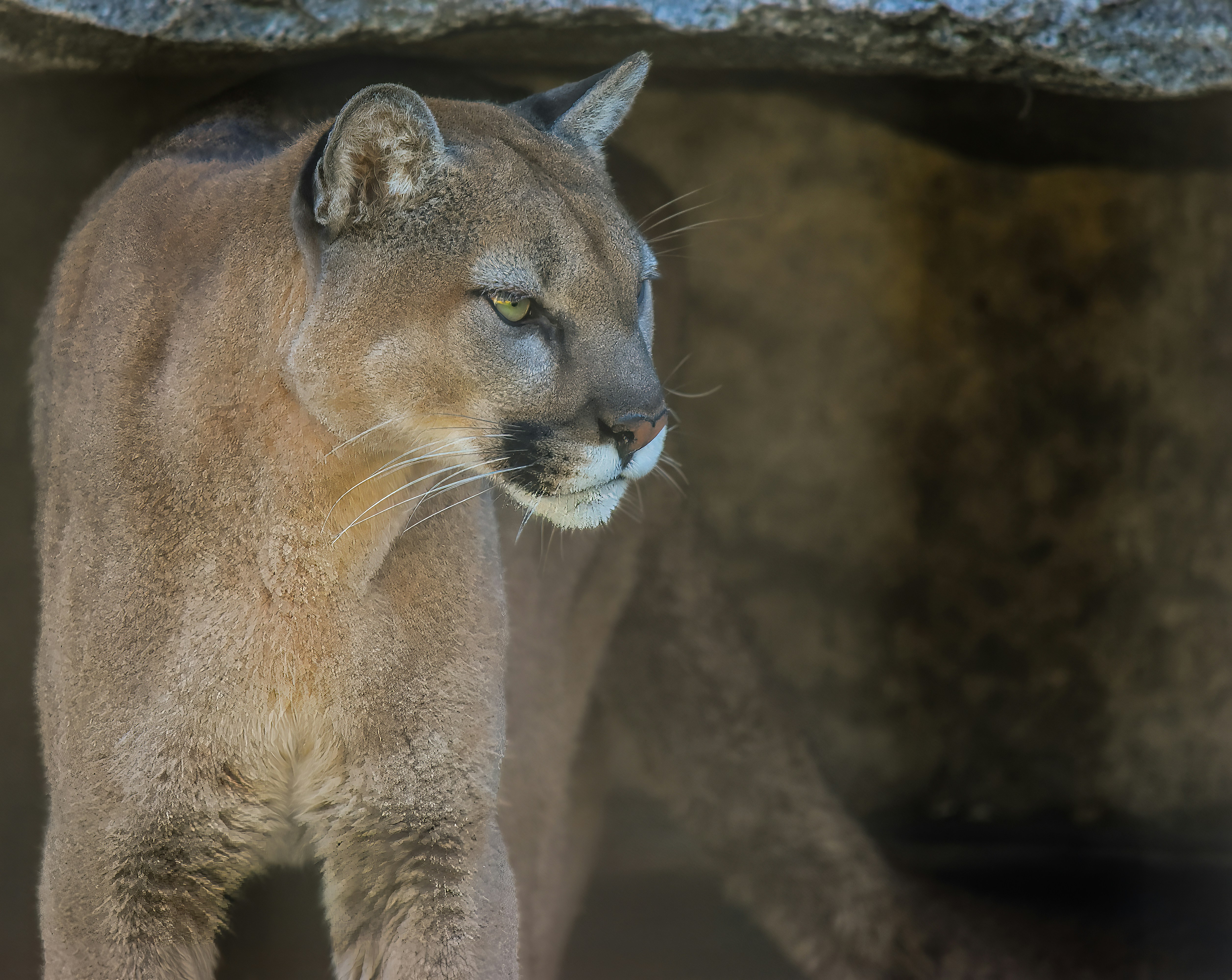 Hiker Survives Mountain Lion Encounter