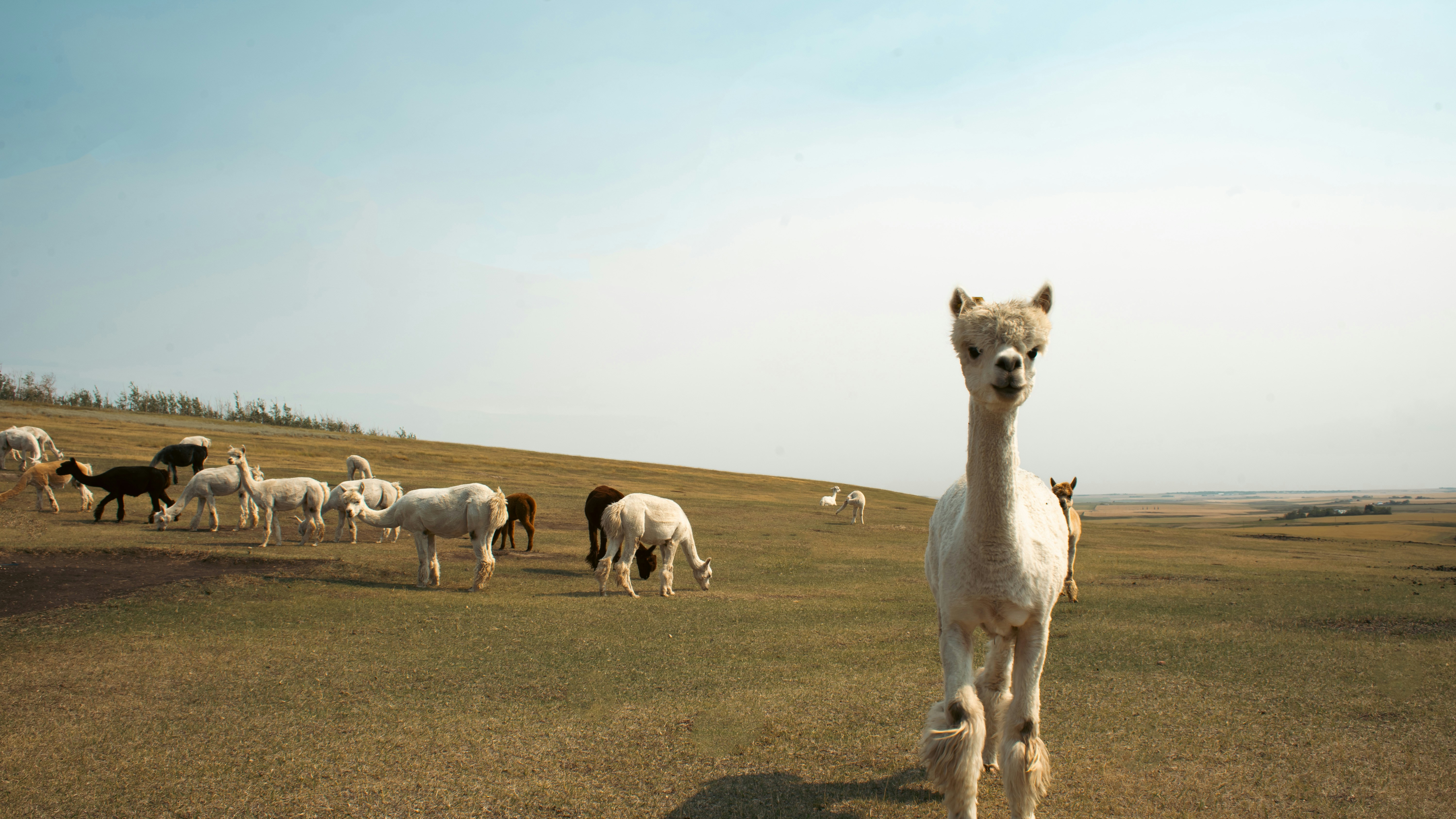 A llama standing in a field with other animals