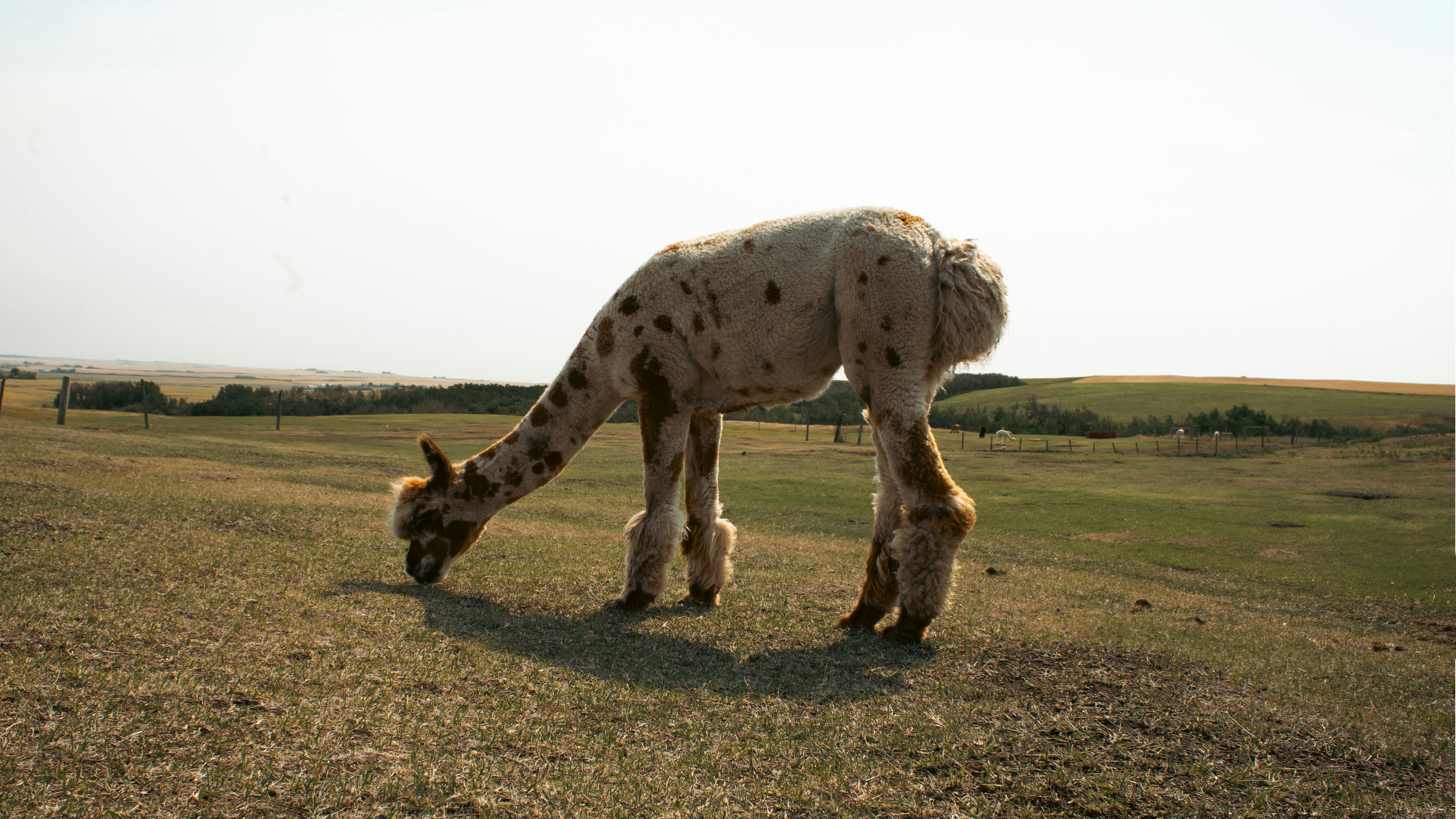 A giraffe eating grass in a field