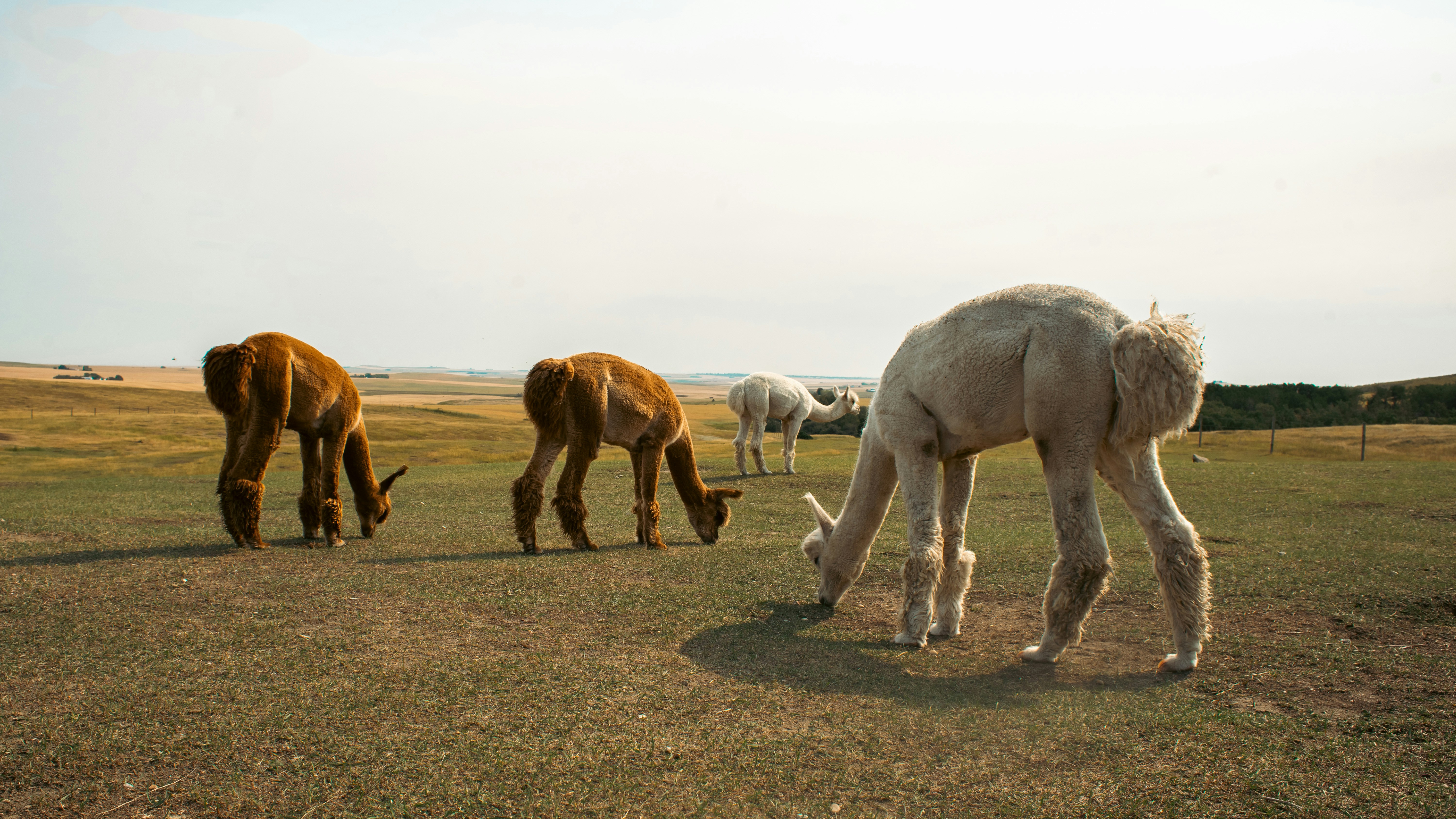 A herd of horses grazing on a lush green field
