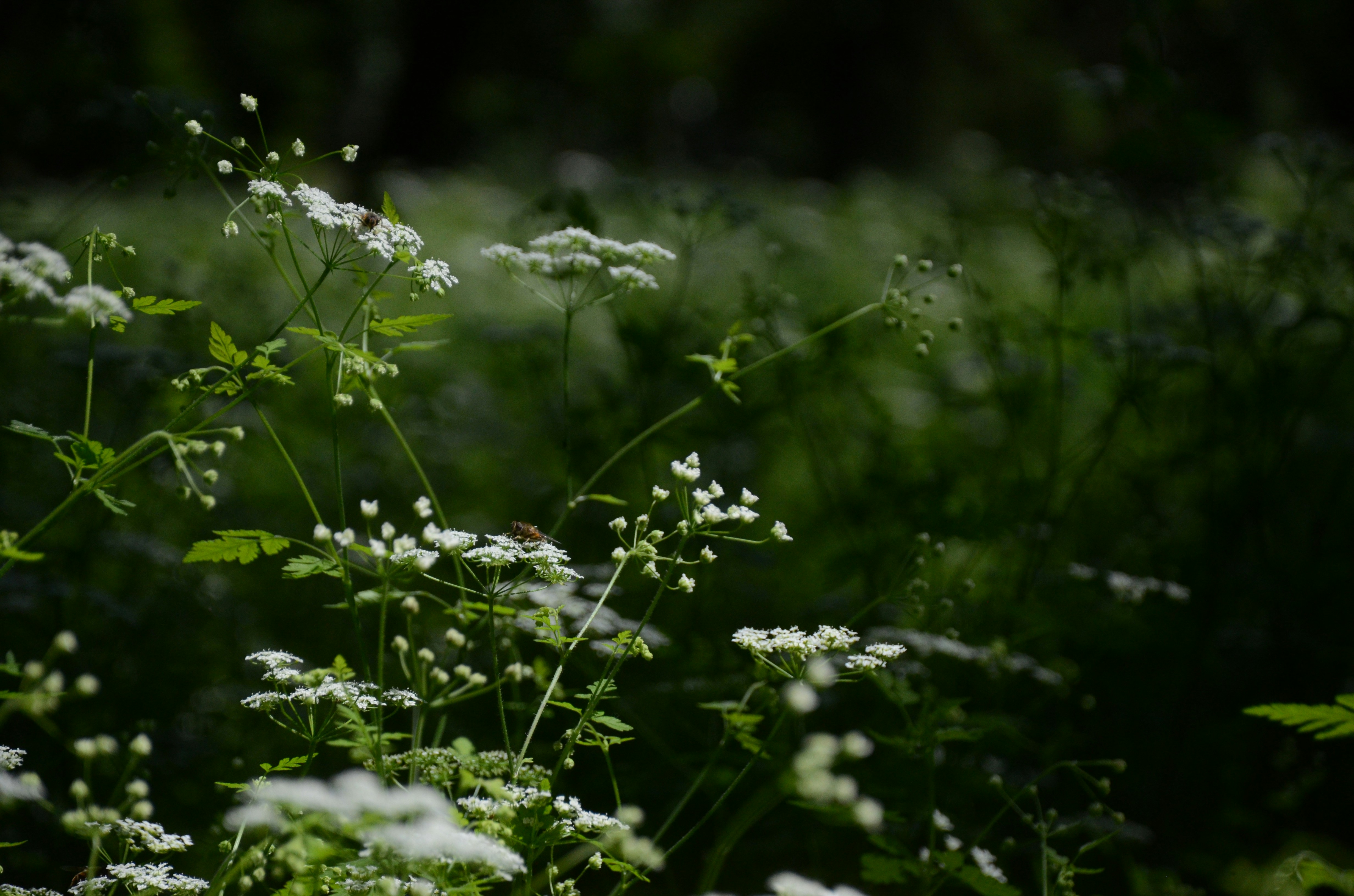 Photo by andreakest2018