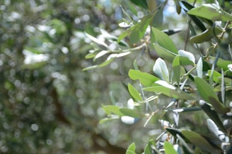 An olive tree with lots of green leaves
