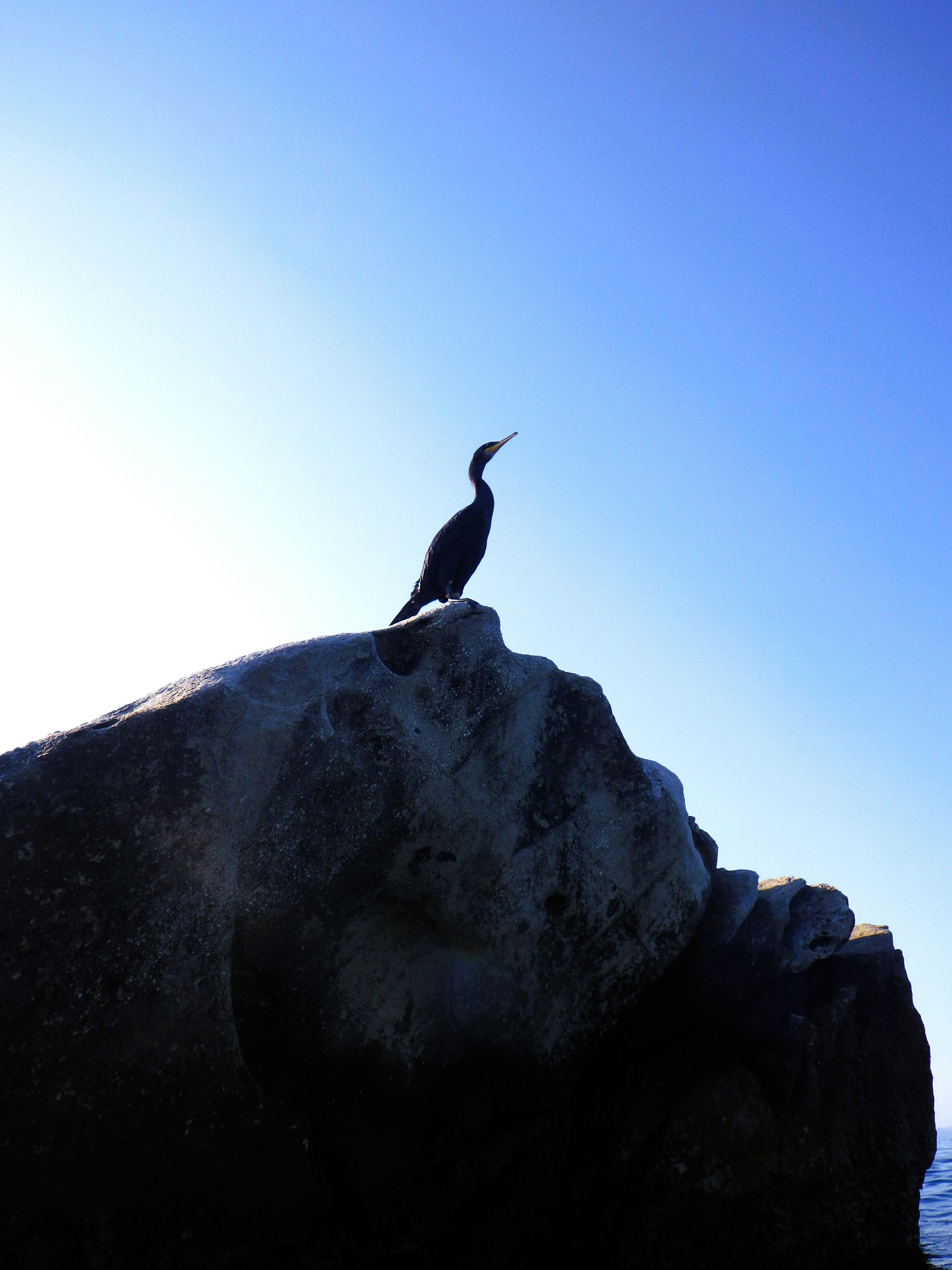 A bird sitting on top of a rock near the ocean