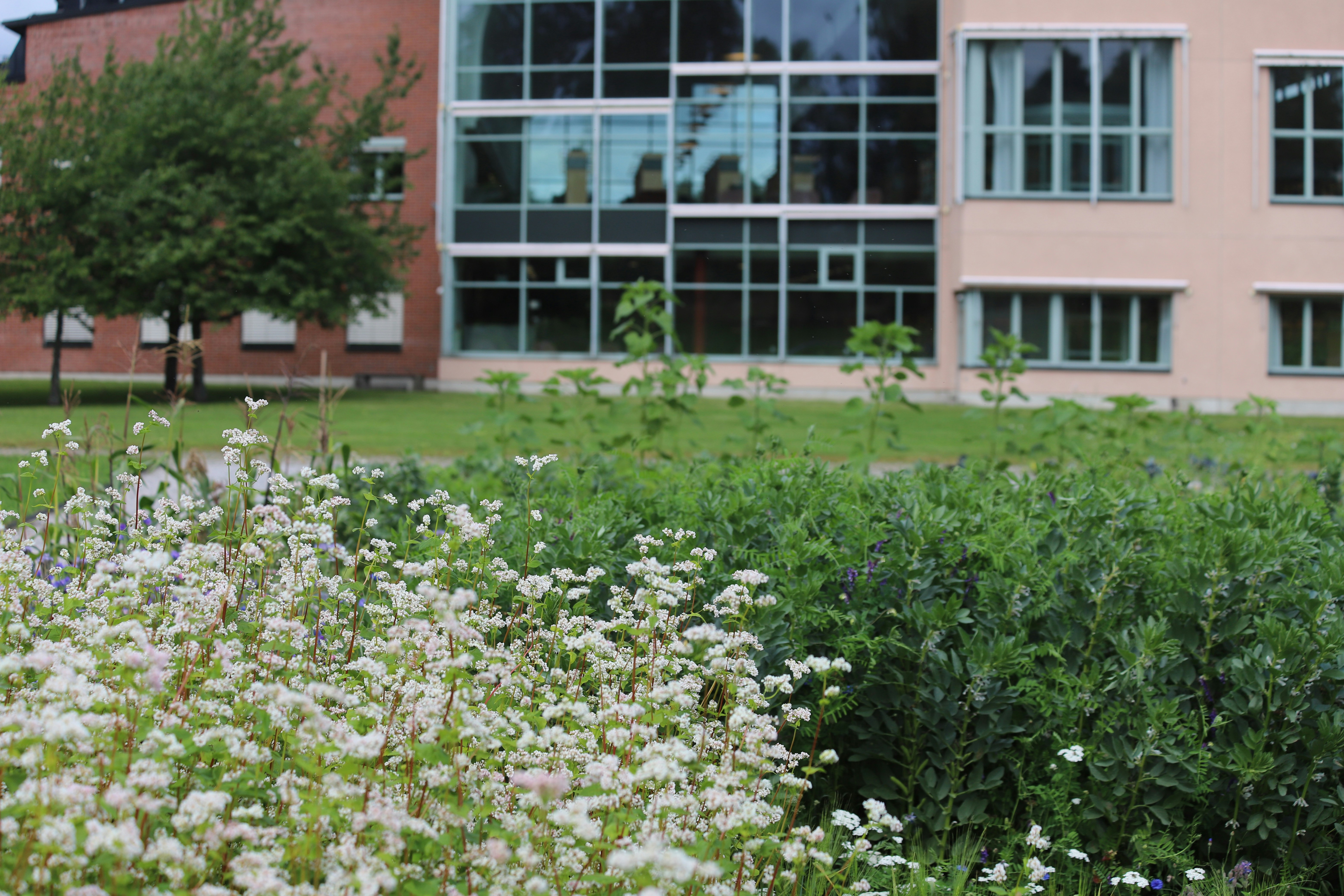 Millenniumveckan som gått (v 50)