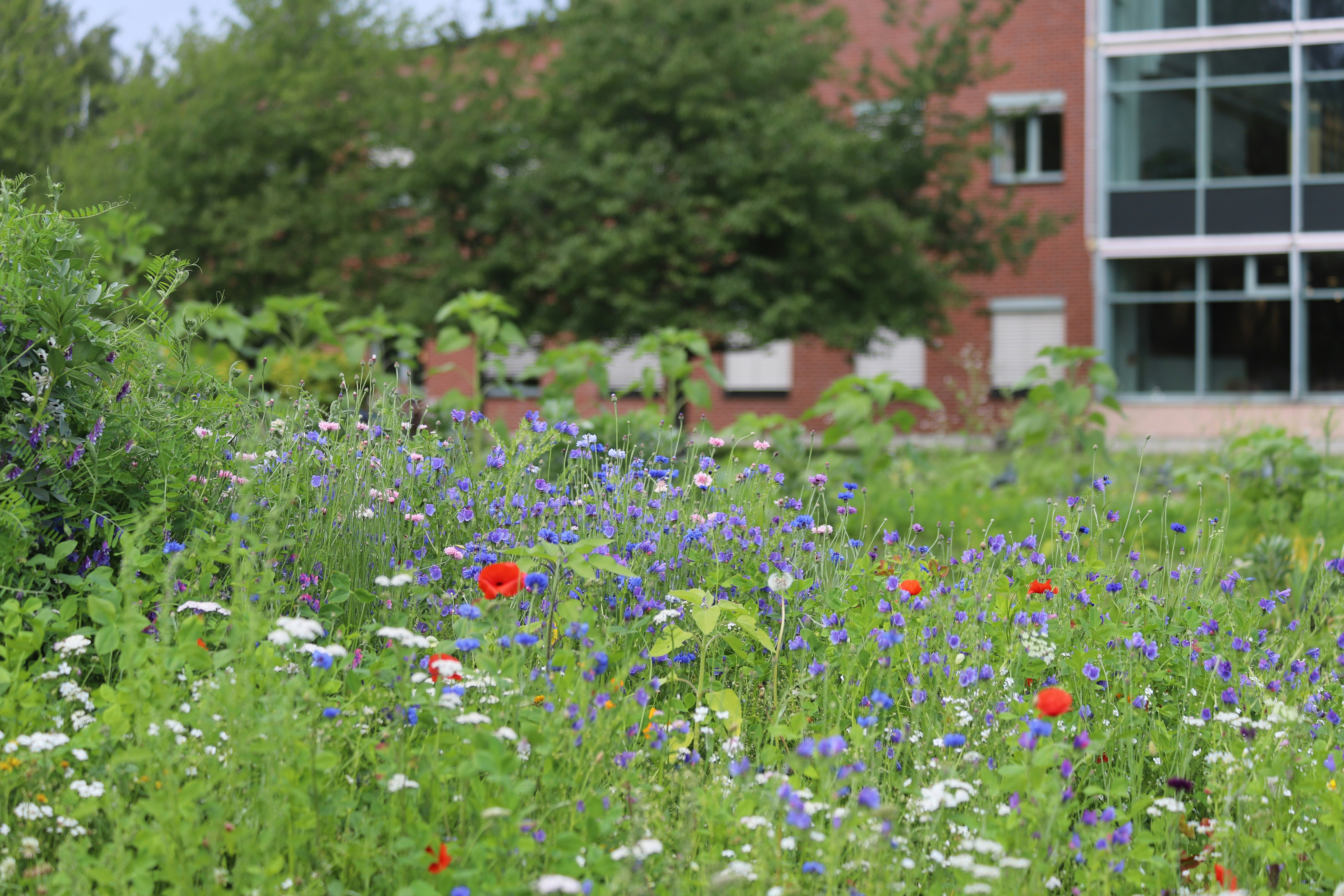 Horticulture garden at Örebro University.