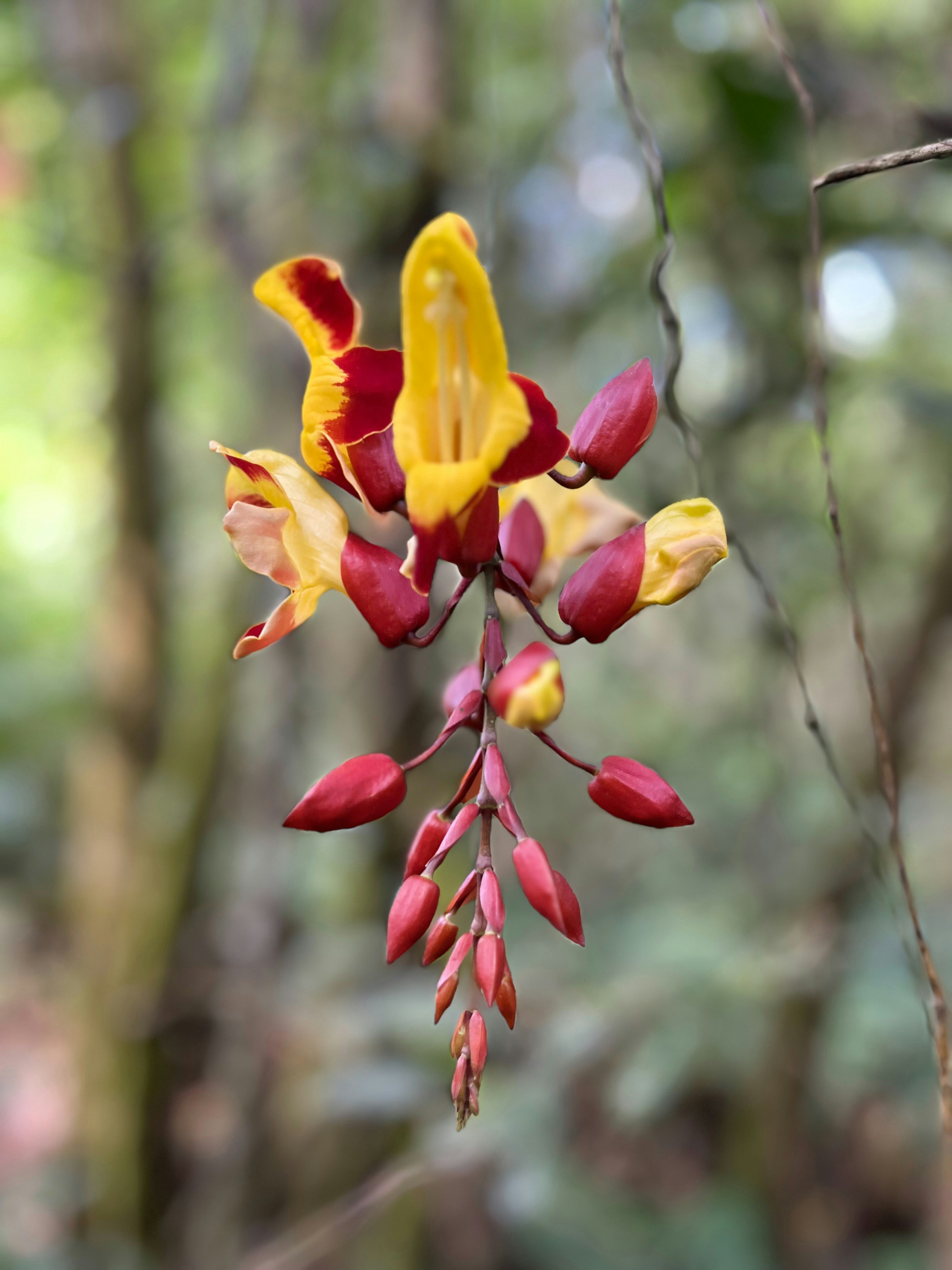 A close up of a flower in a forest