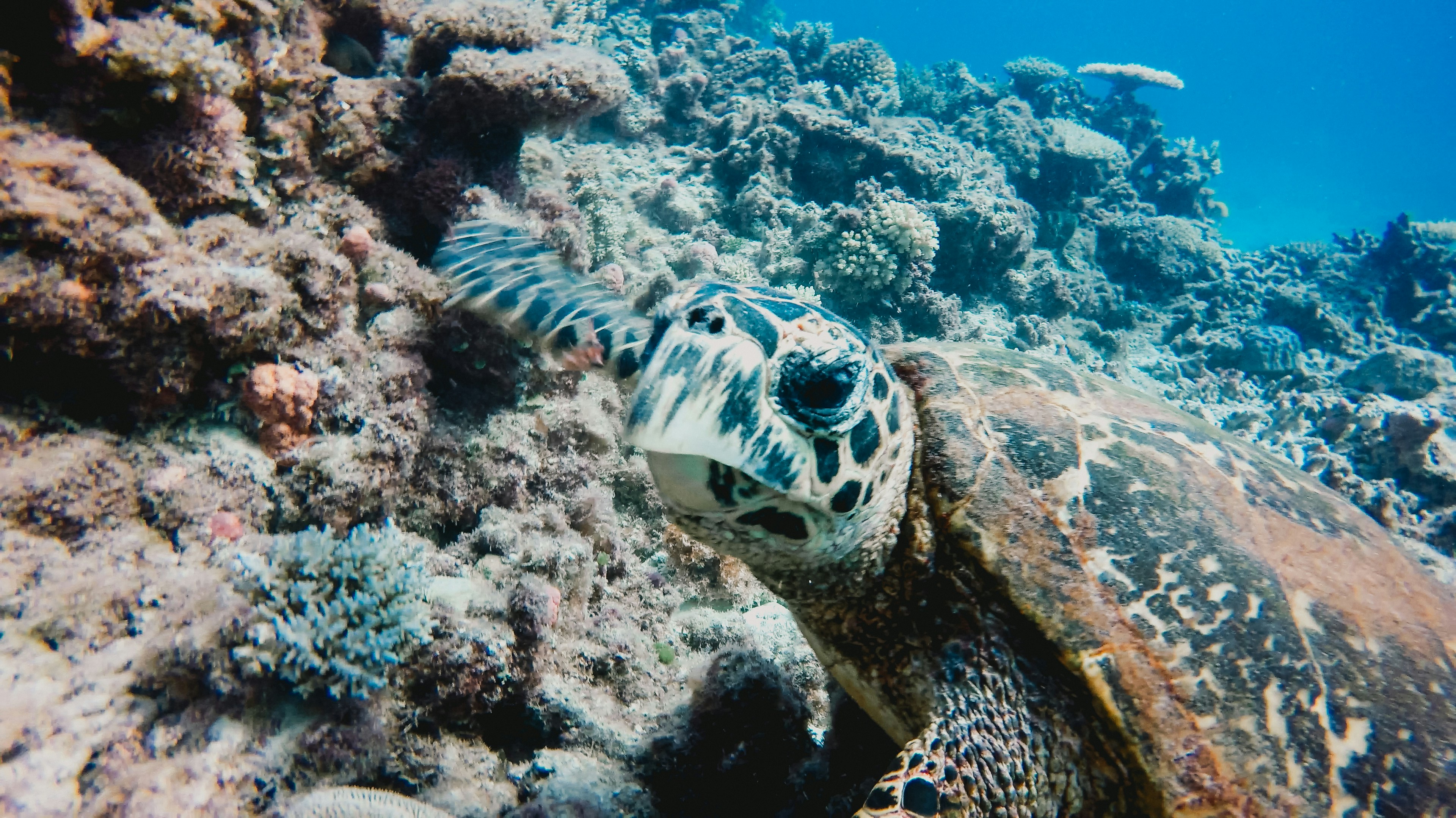A sea turtle swimming over a coral reef