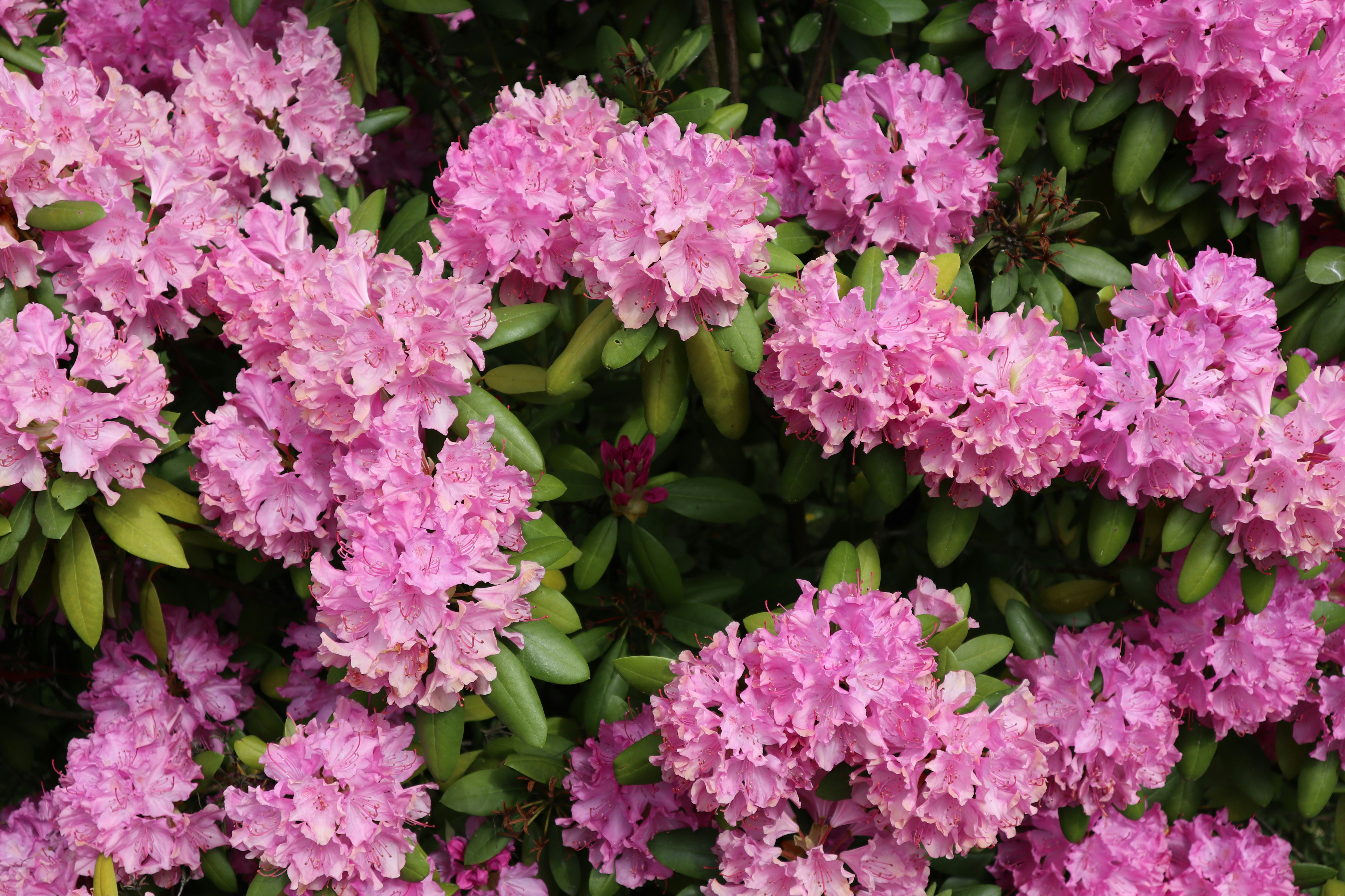 Photo by balint_miko