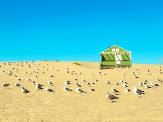 A flock of birds standing on top of a sandy beach