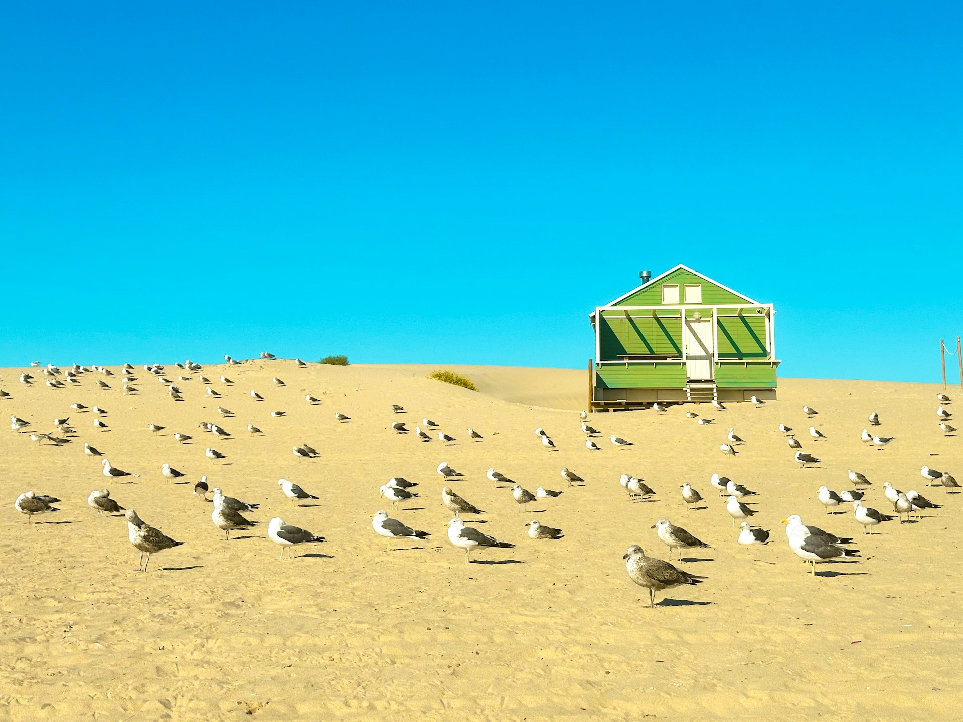 A flock of birds standing on top of a sandy beach