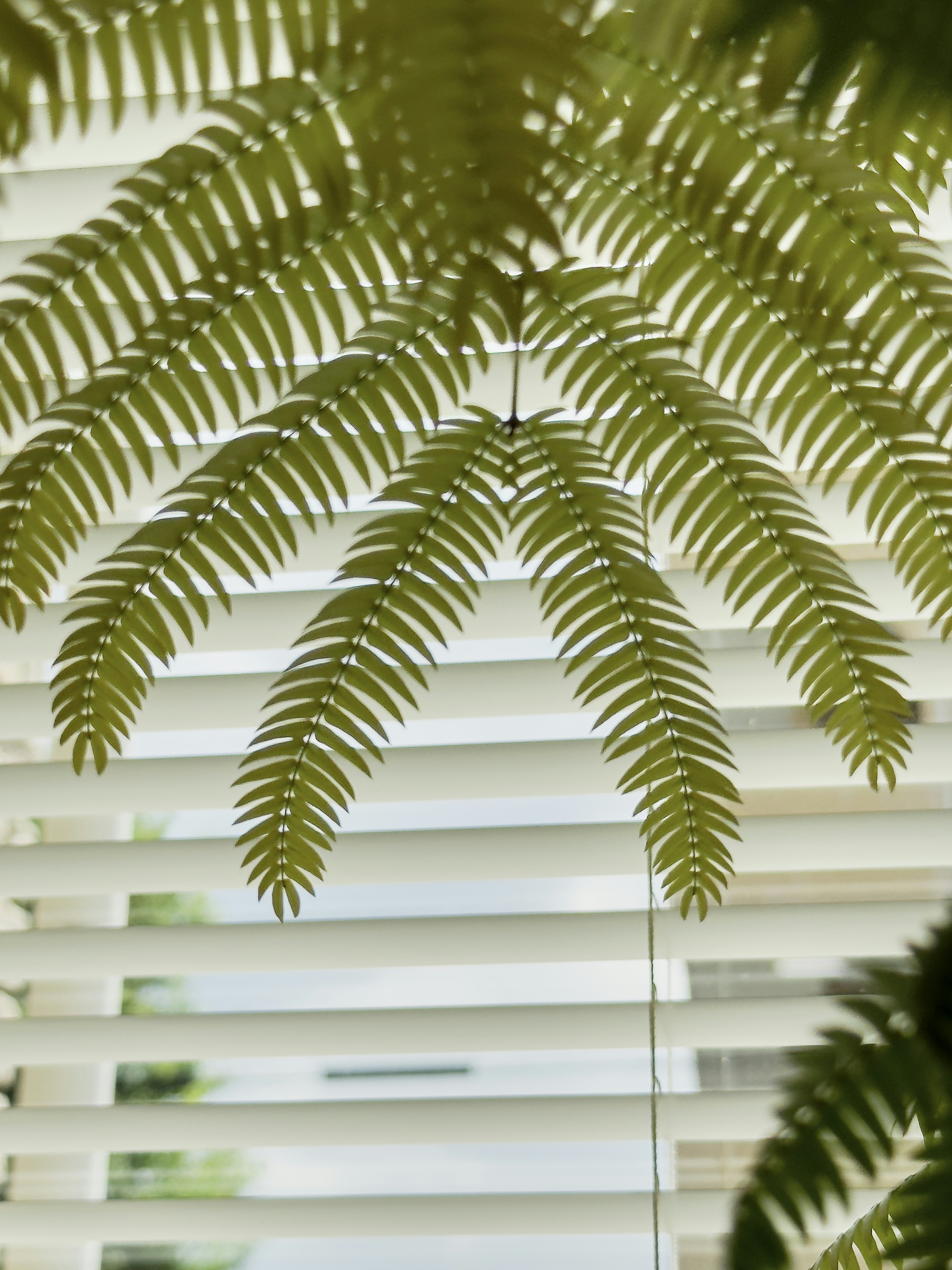 luxury tropical window blinds, wallpaper, Luxury Tropical Blinds for Hallway: A Guide to Exotic Elegance 5