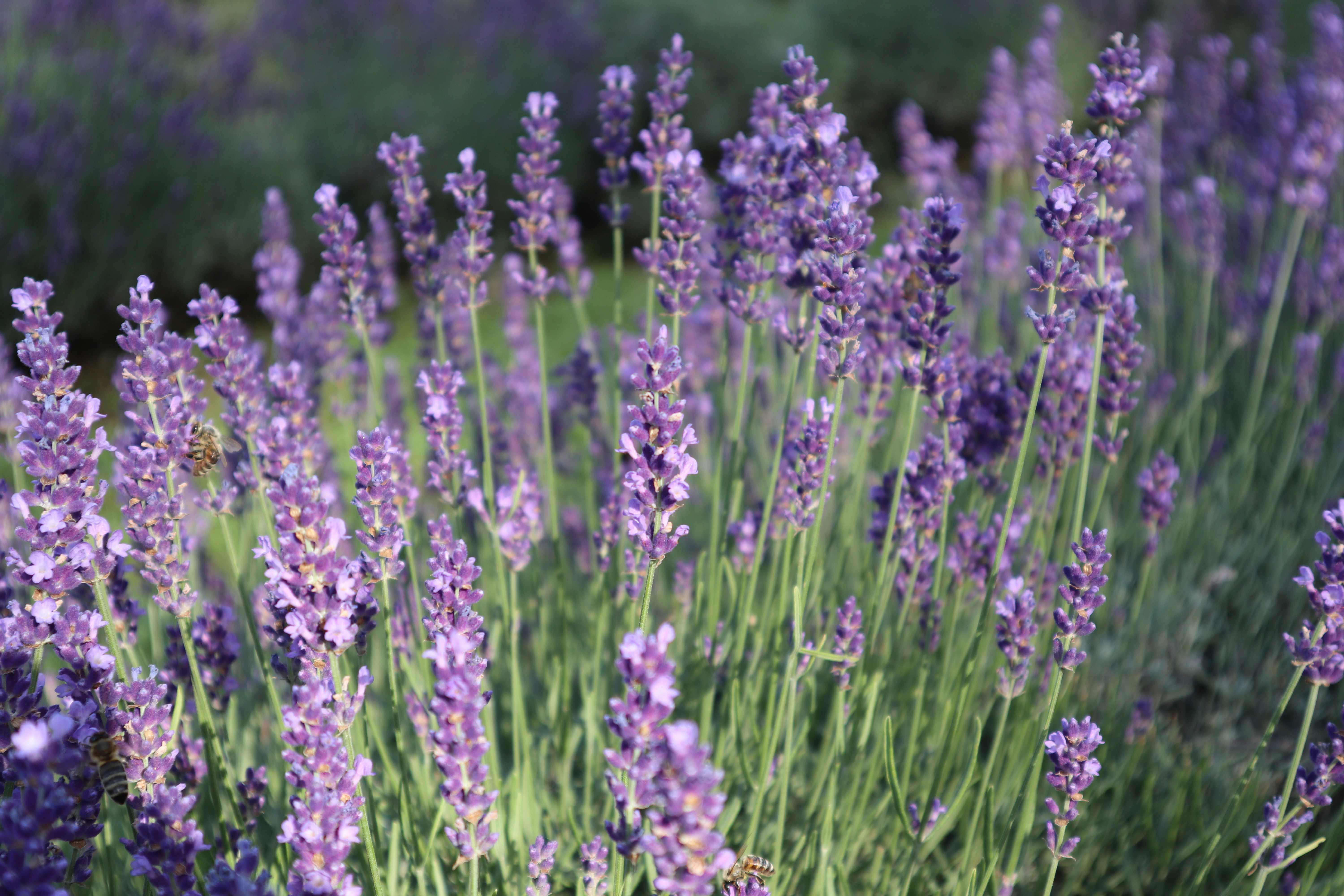 Photo by balint_miko