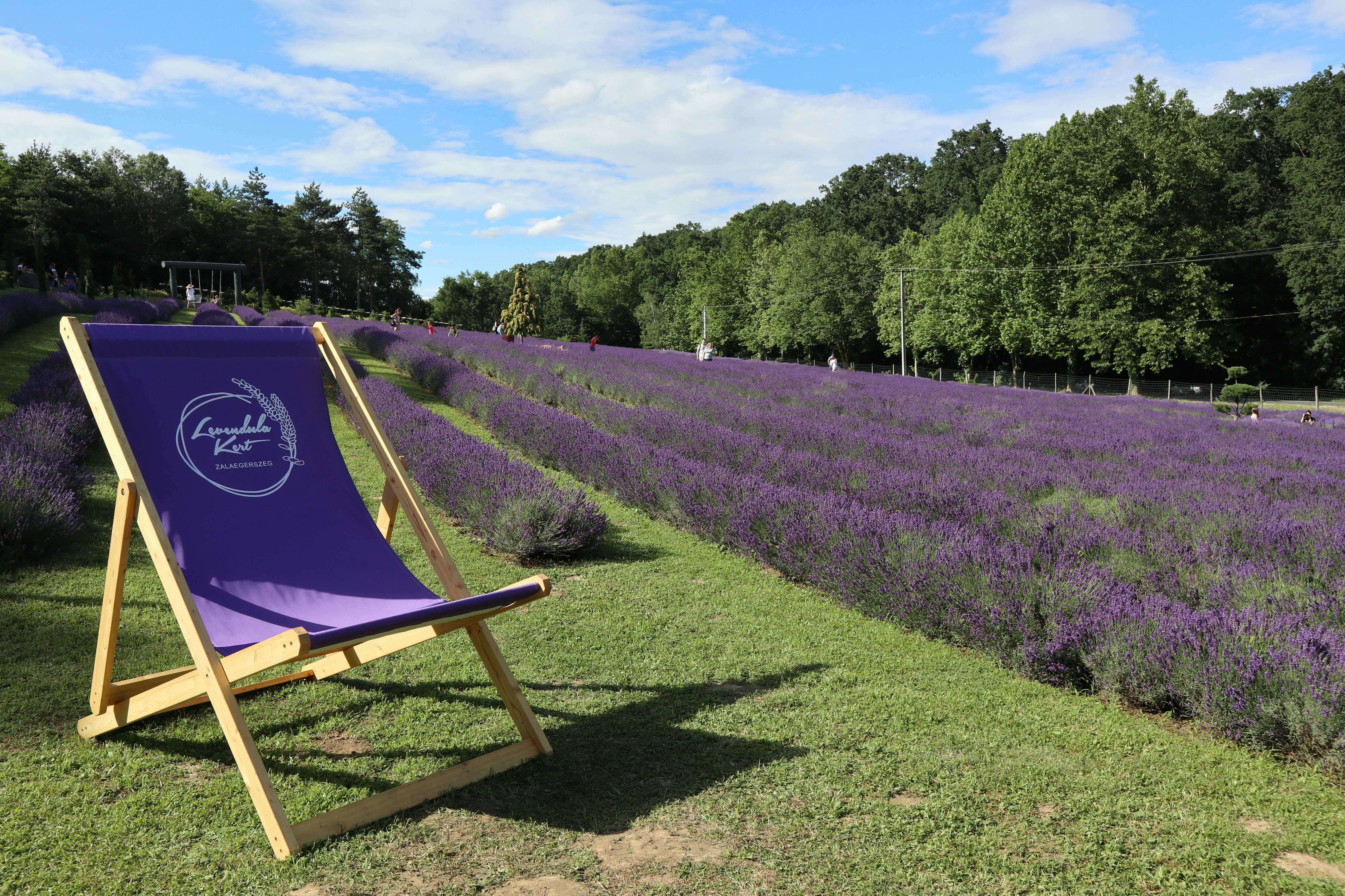 A purple lawn chair sitting in a field of lavender, 