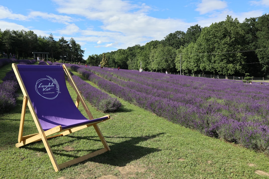 A purple lawn chair sitting in a field of lavender,