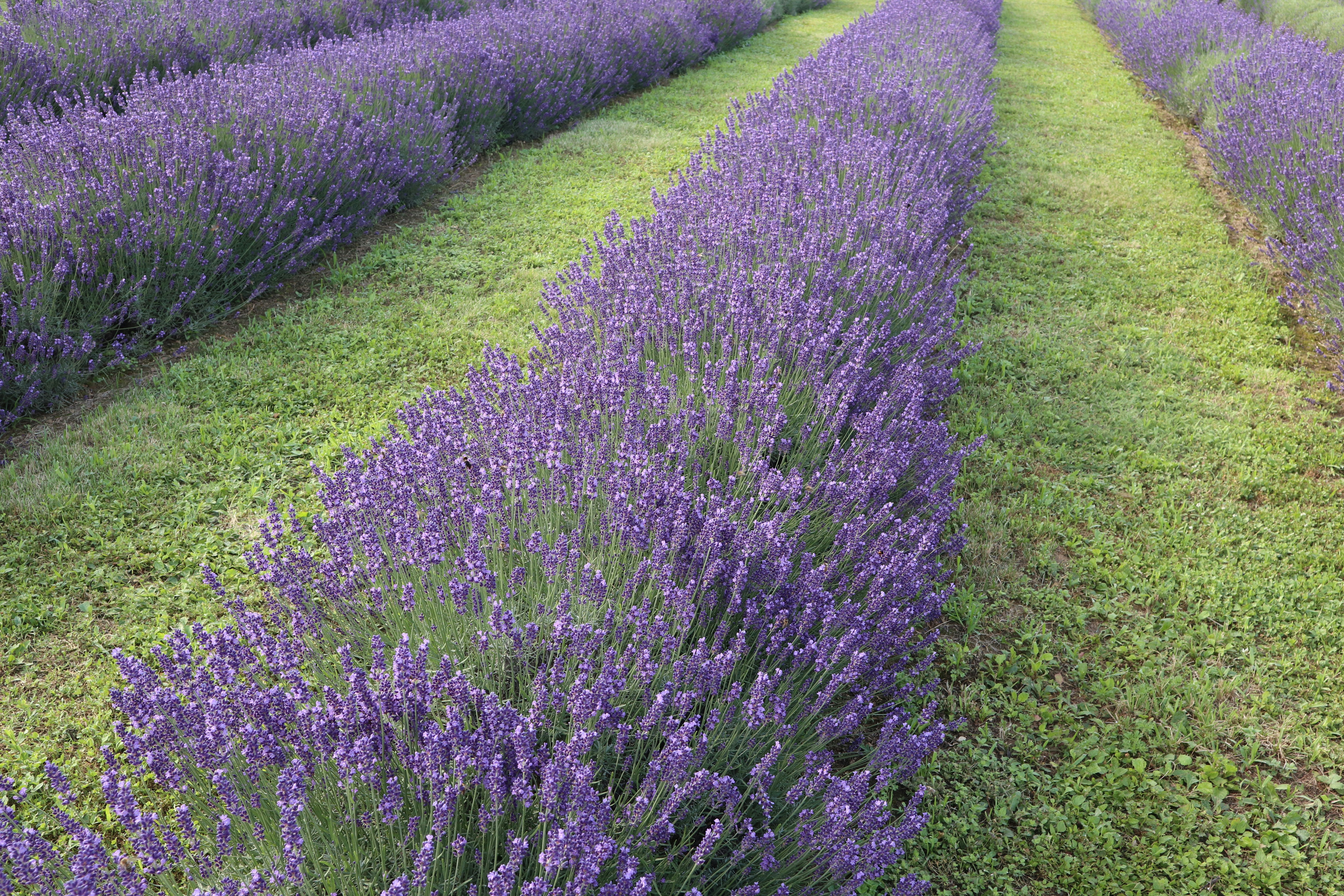 Photo by balint_miko