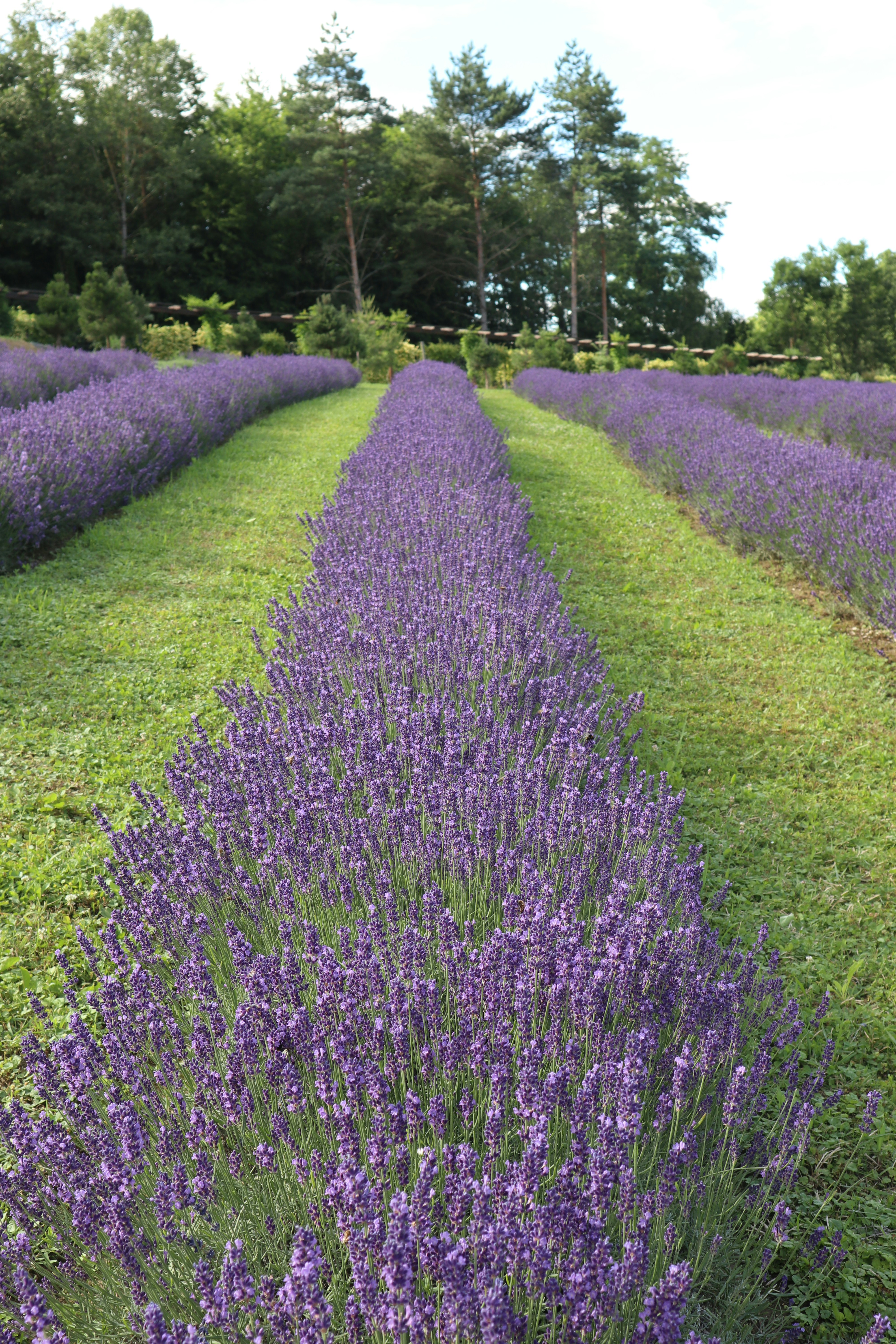 Photo by balint_miko