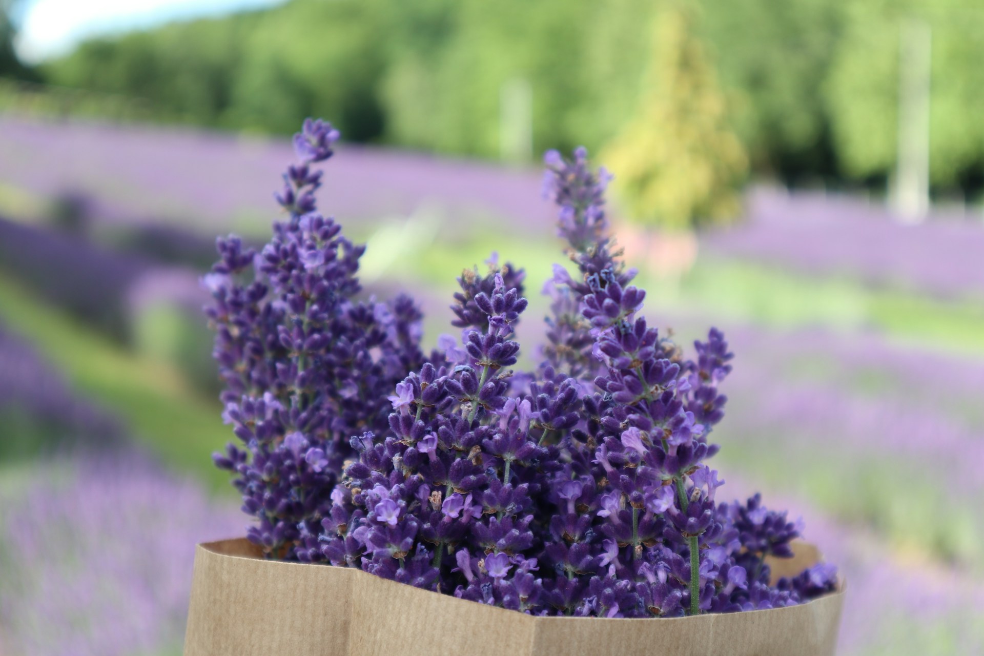 A brown paper bag filled with purple flowers