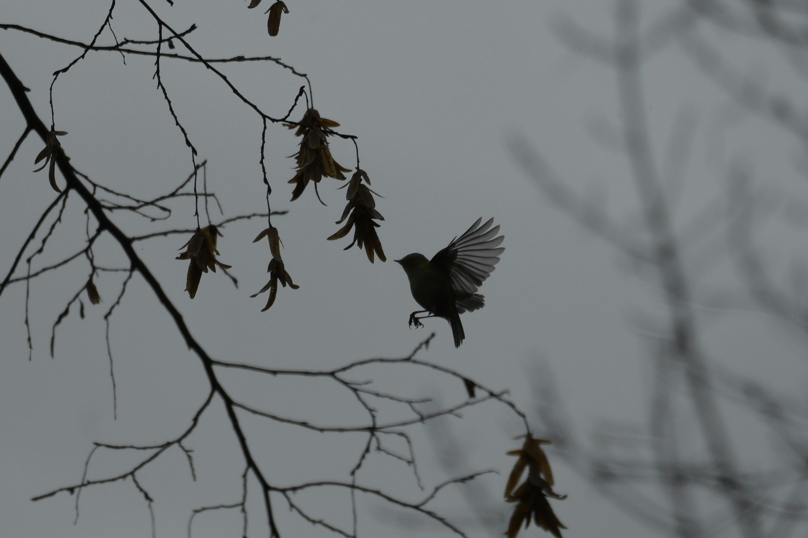 Photo by jeandekindt