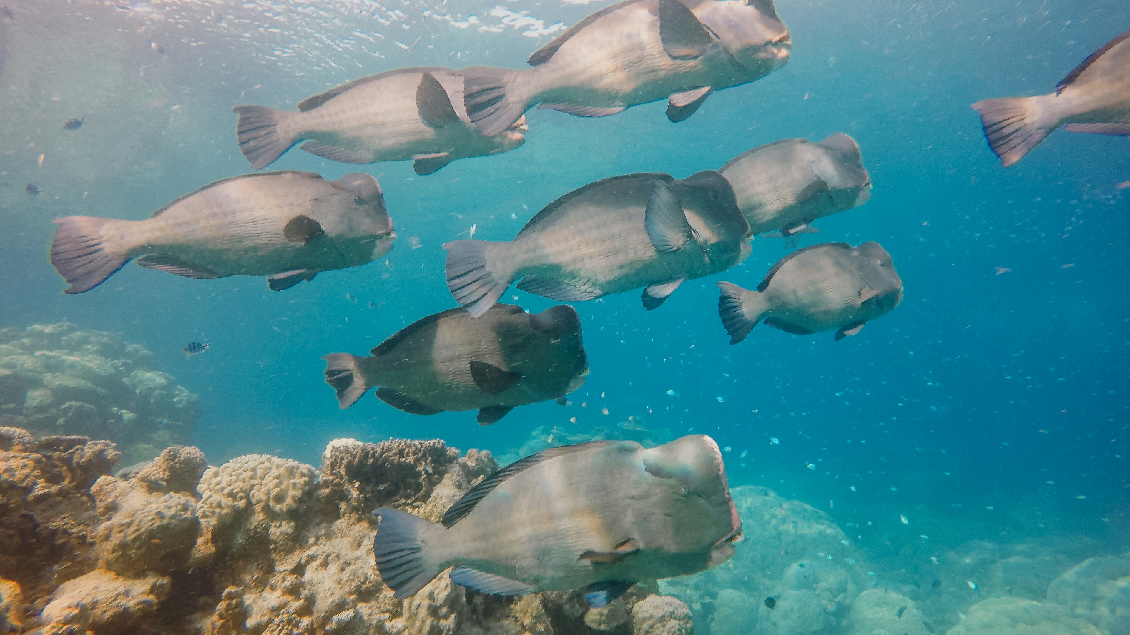 A group of fish swimming over a coral reef