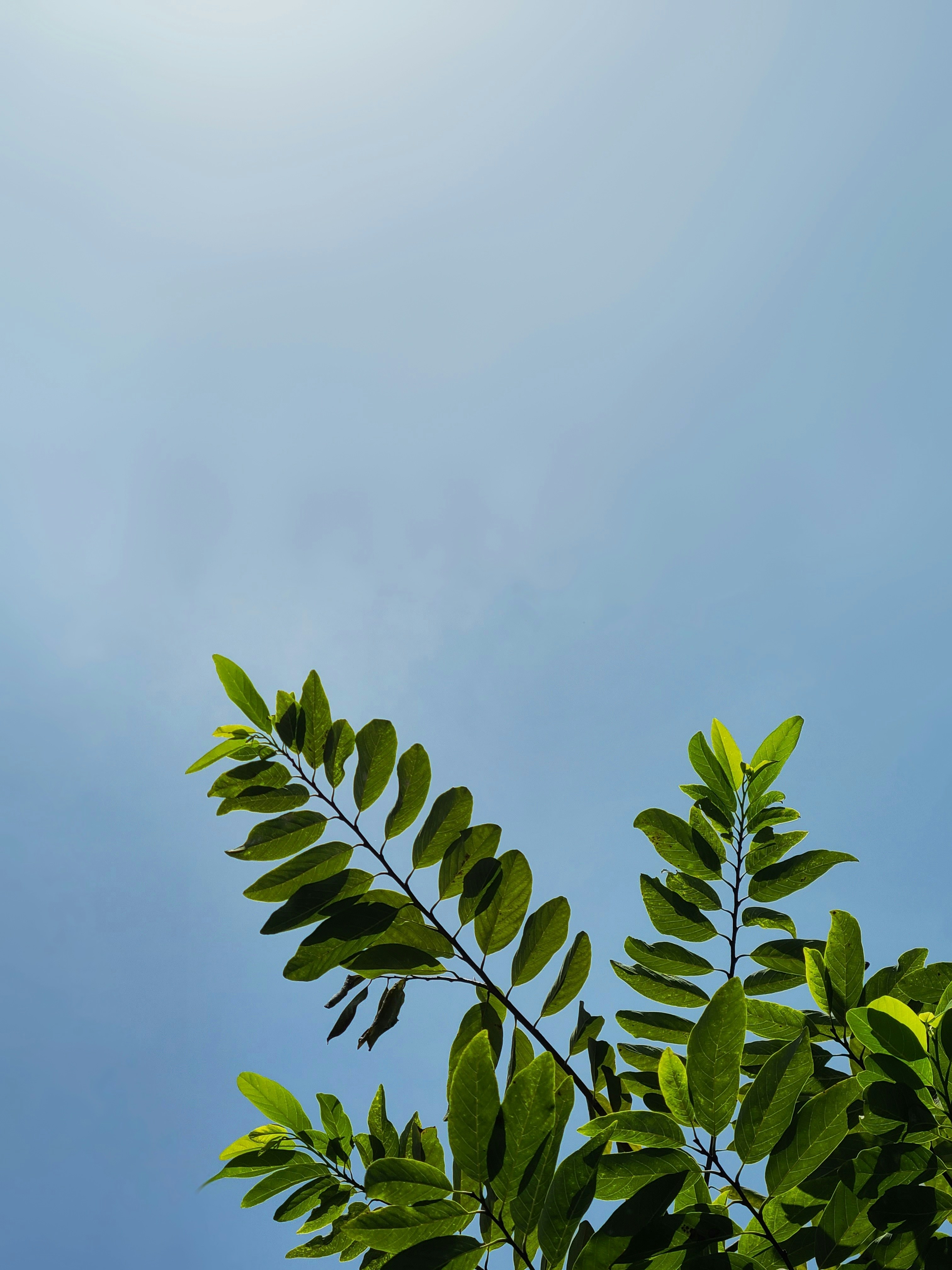 Photo by nickcardoso