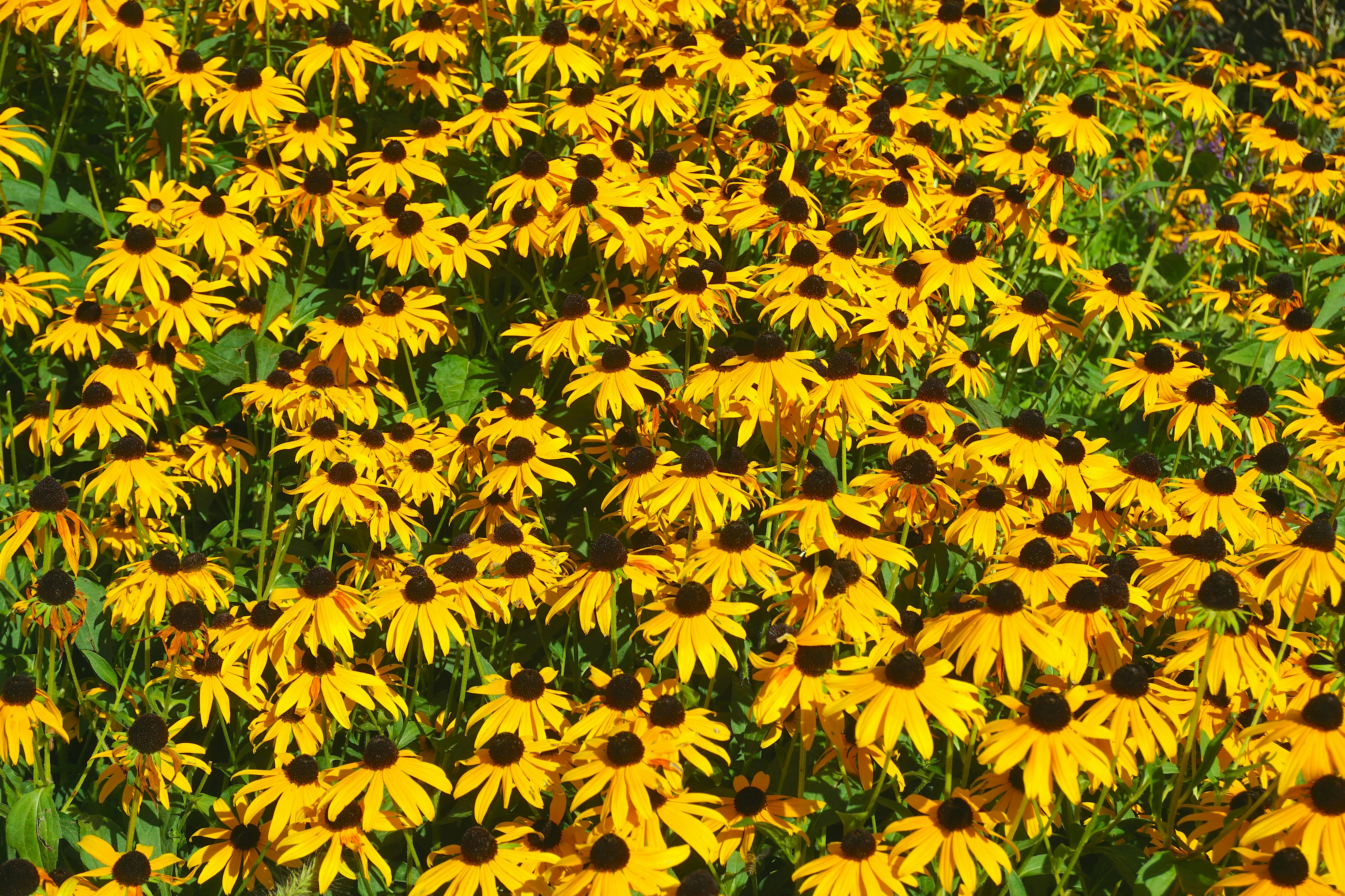 A large field of yellow flowers in a field
