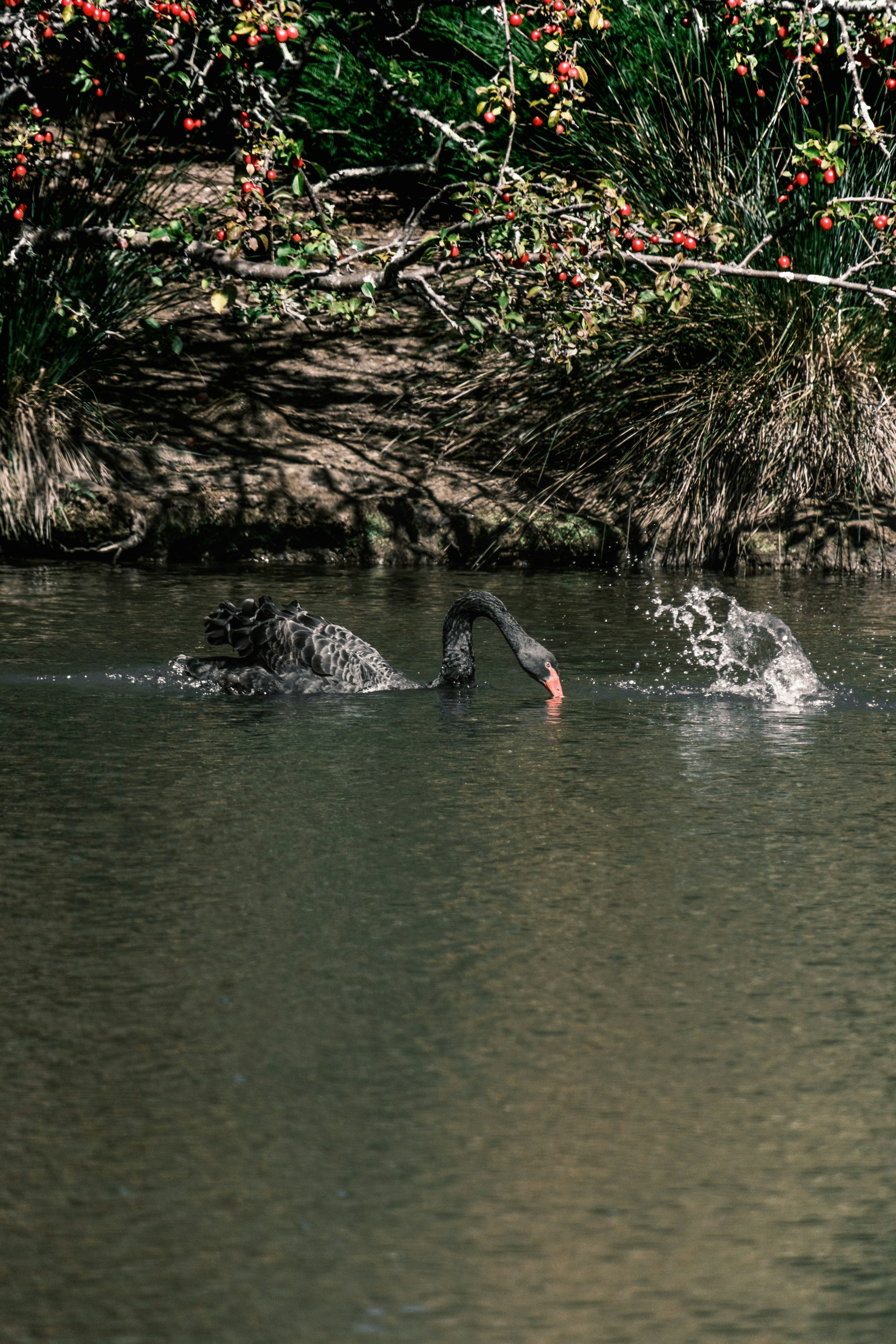 Ein paar Vögel schwimmen im Wasser