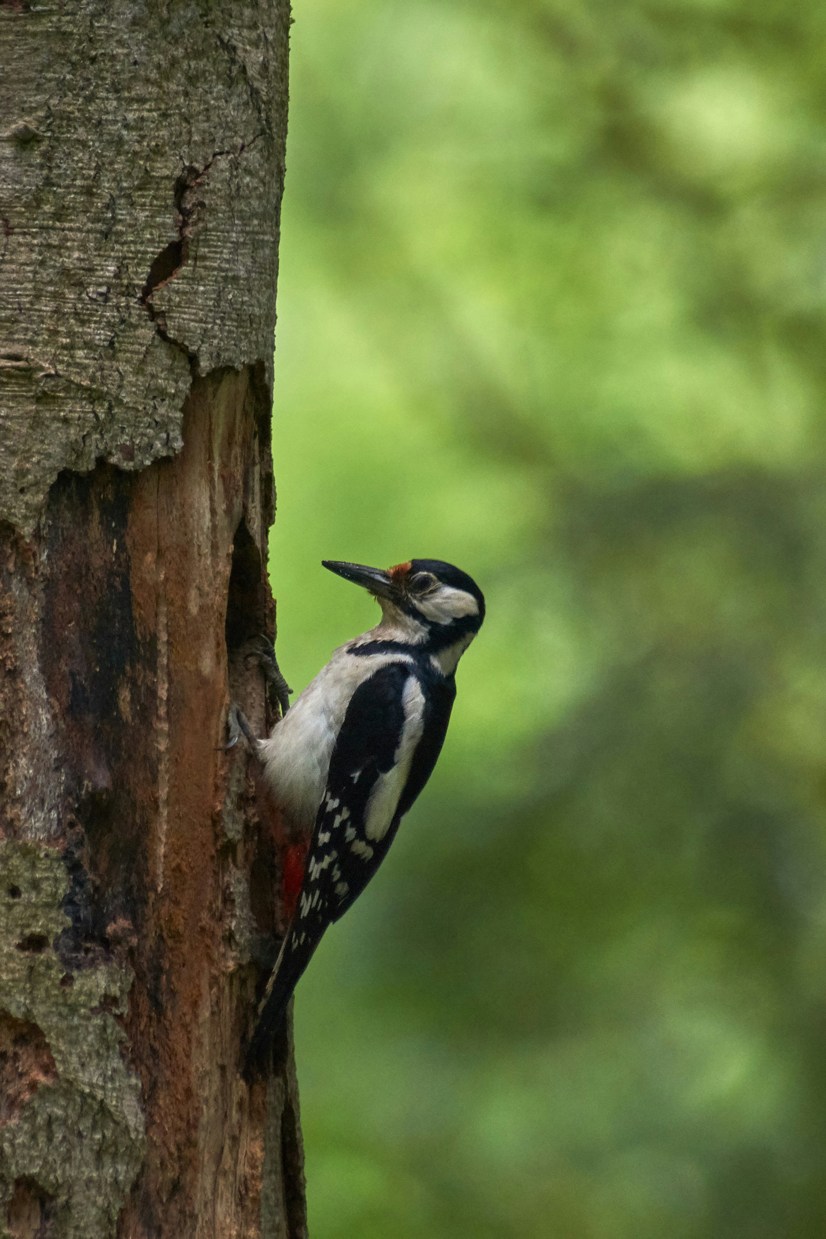 Photo by wolfgang_hasselmann