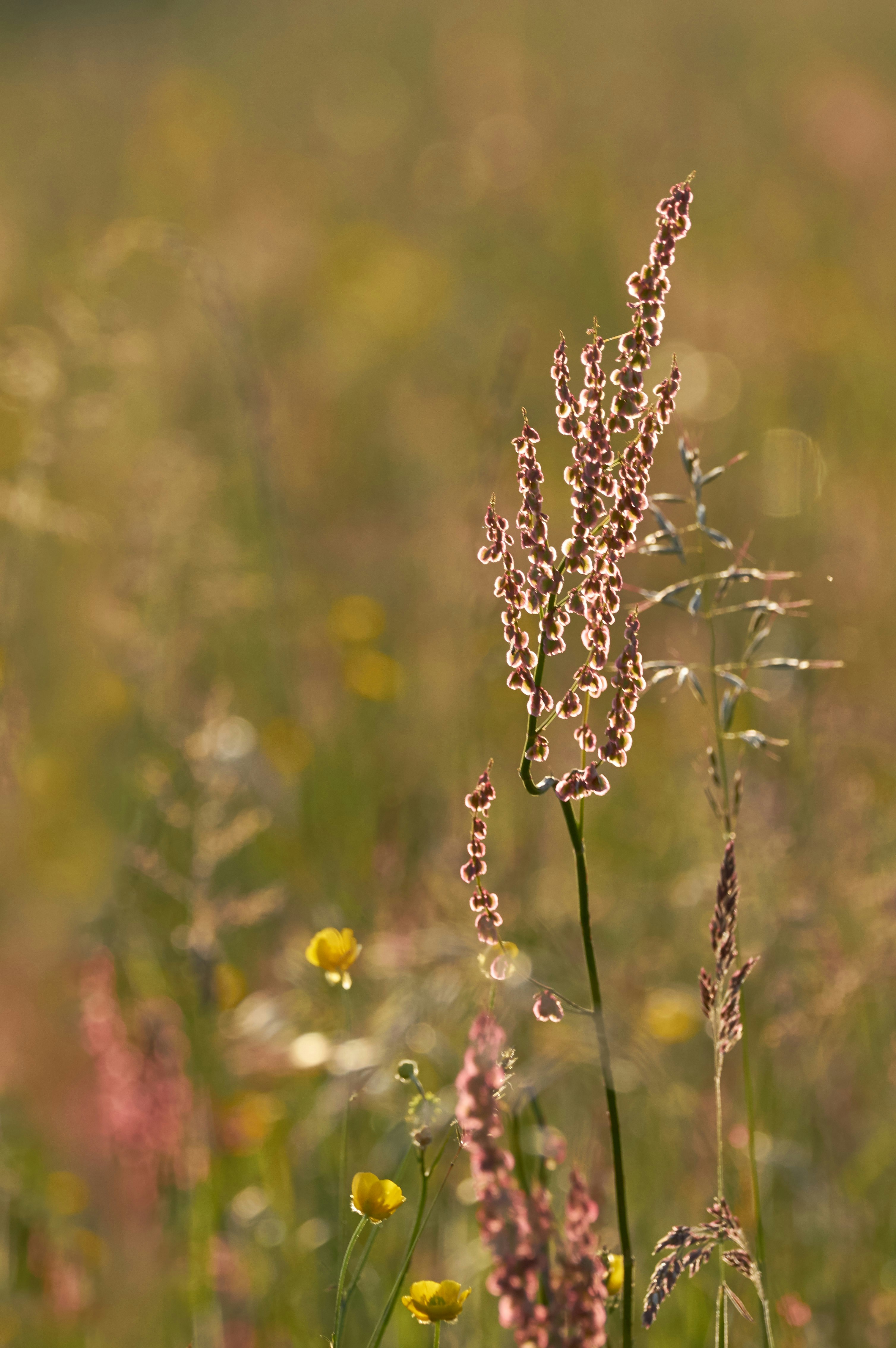 Photo by wolfgang_hasselmann