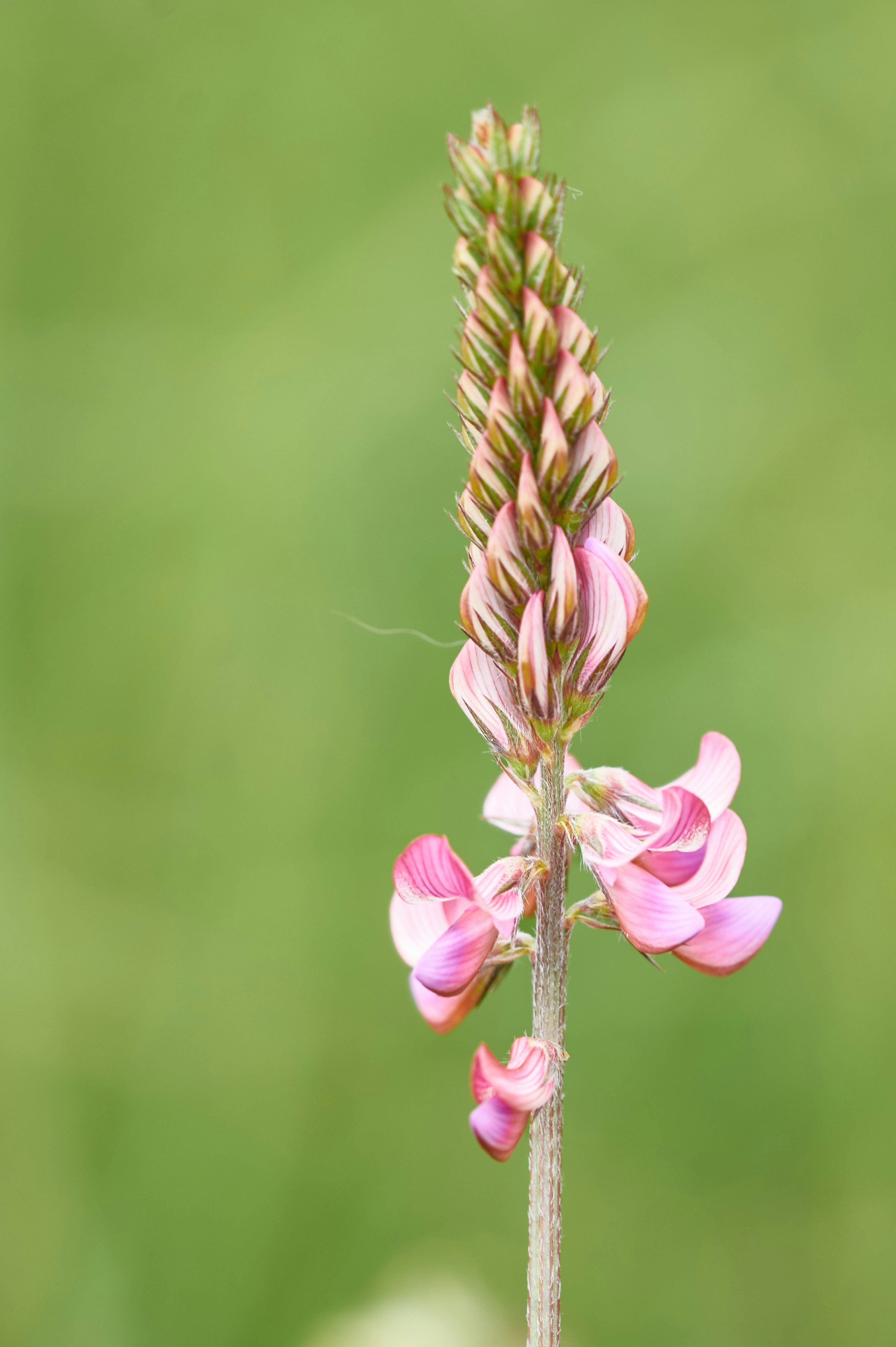 Photo by wolfgang_hasselmann