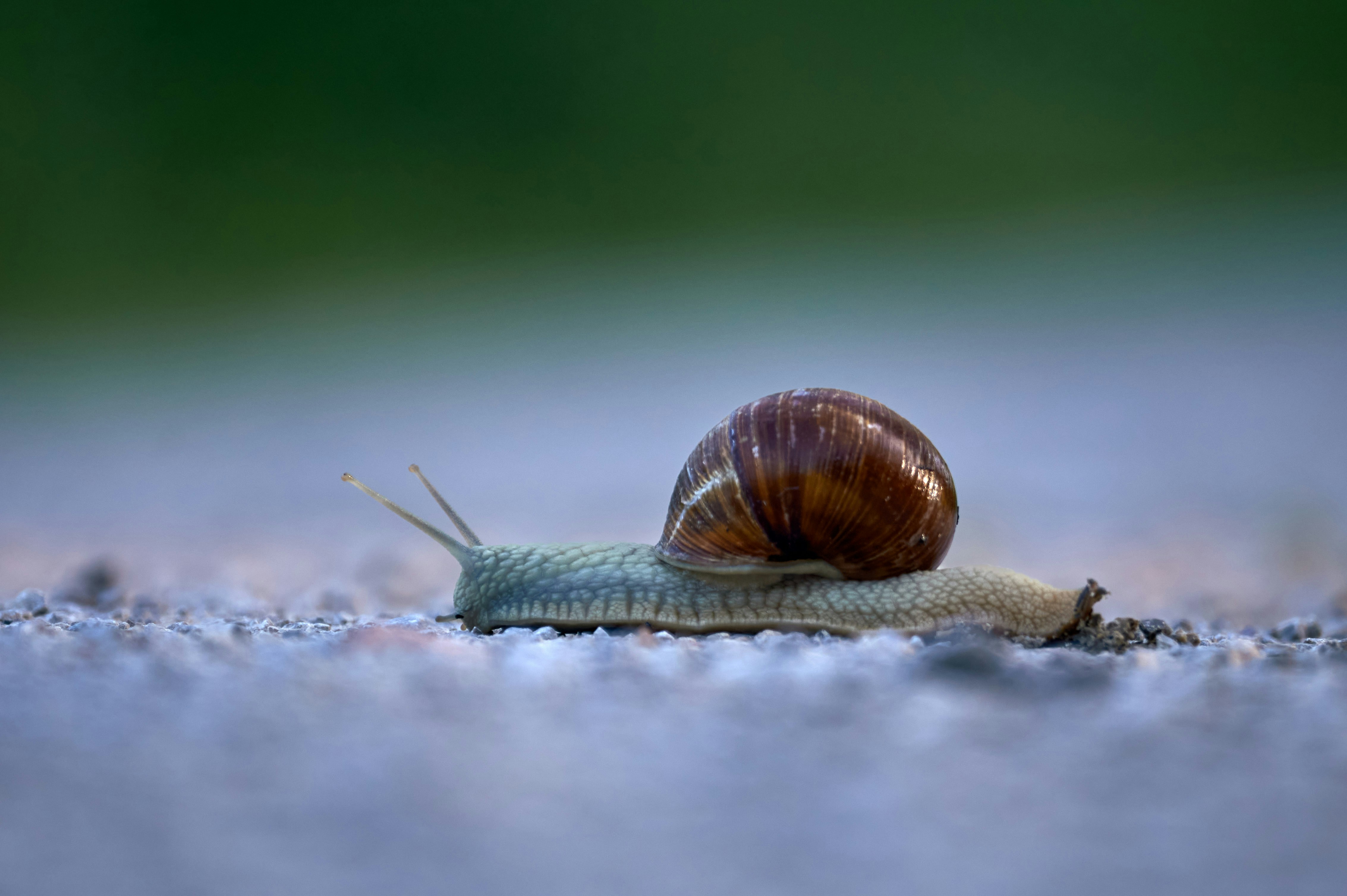 Photo by wolfgang_hasselmann