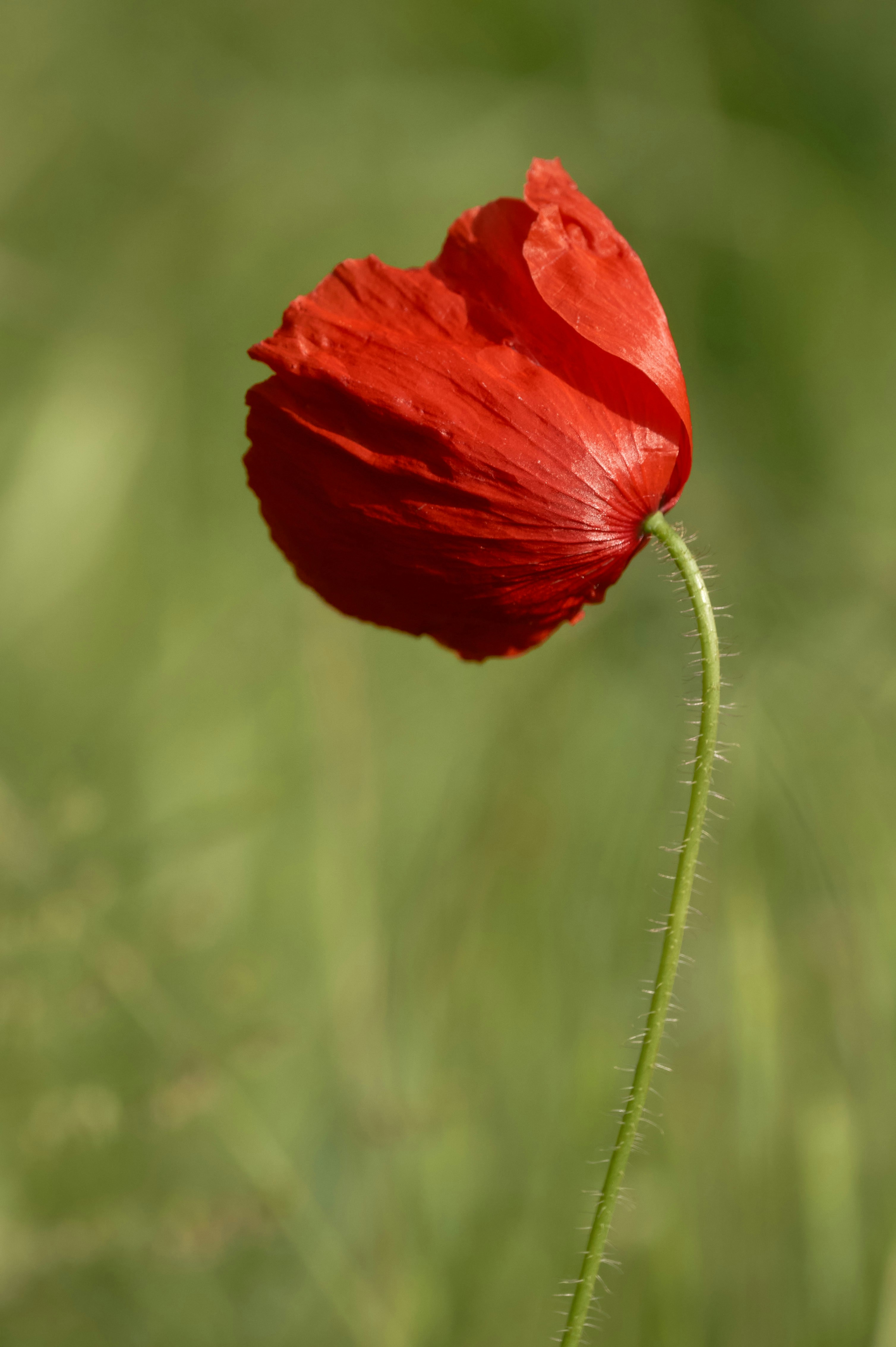 Photo by wolfgang_hasselmann